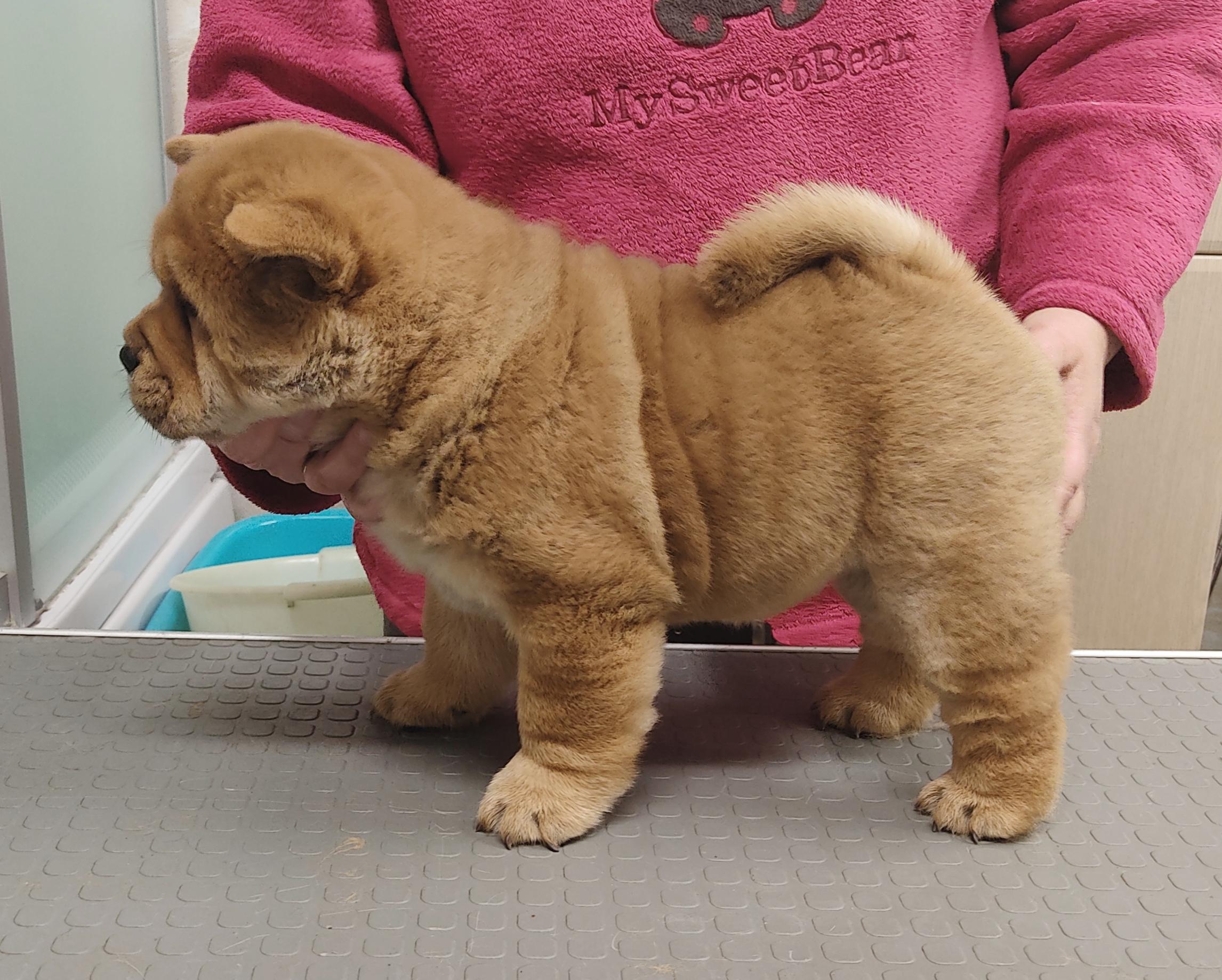 Клото Сани Анджонг