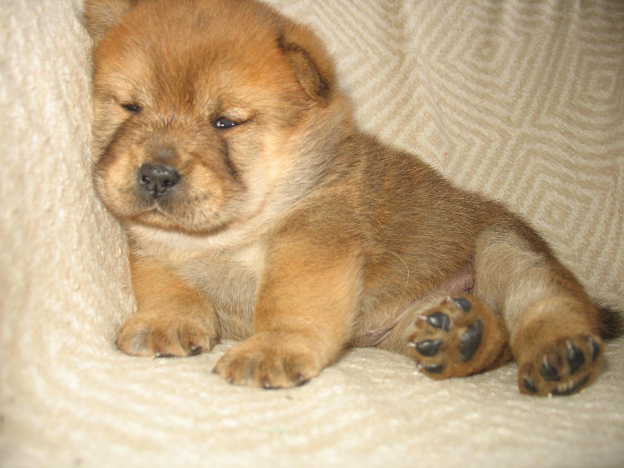 Клото Сани Анджонг