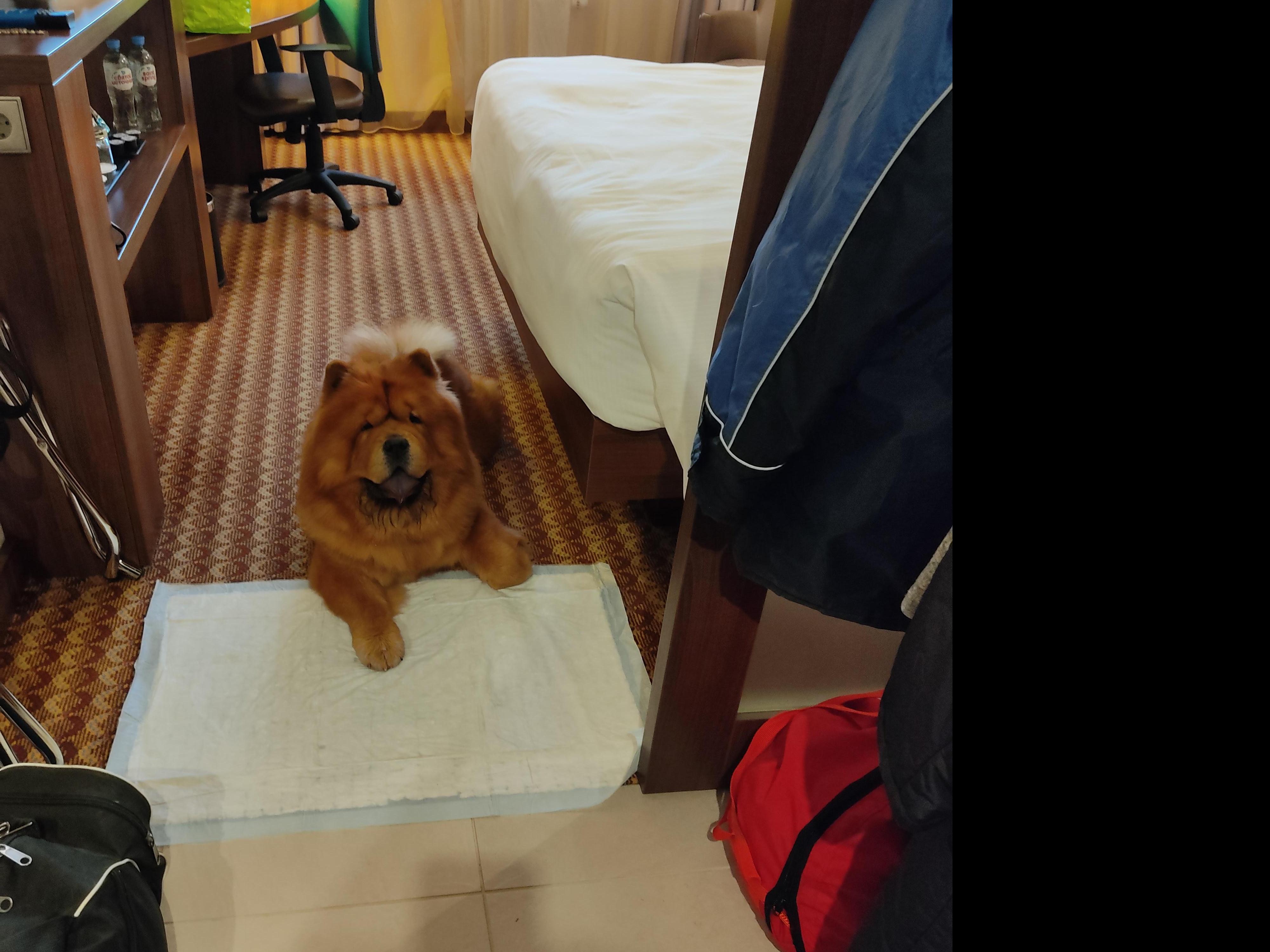 Сеня - 2,5 года - Евразия-2015 - 21.03.2015г. - отл. 3