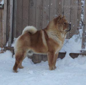 ADRENALIN Z KLANU OFENA