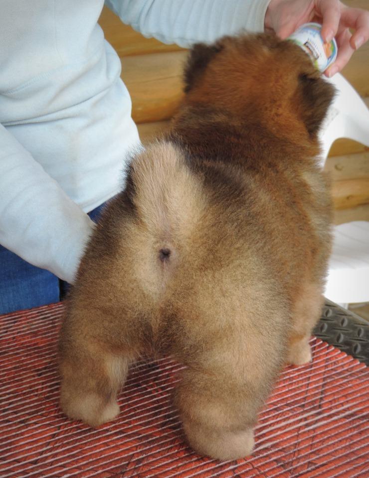 Осенний  Поцелуй Файер Сталкер (Сеня) - 1,5 месяца