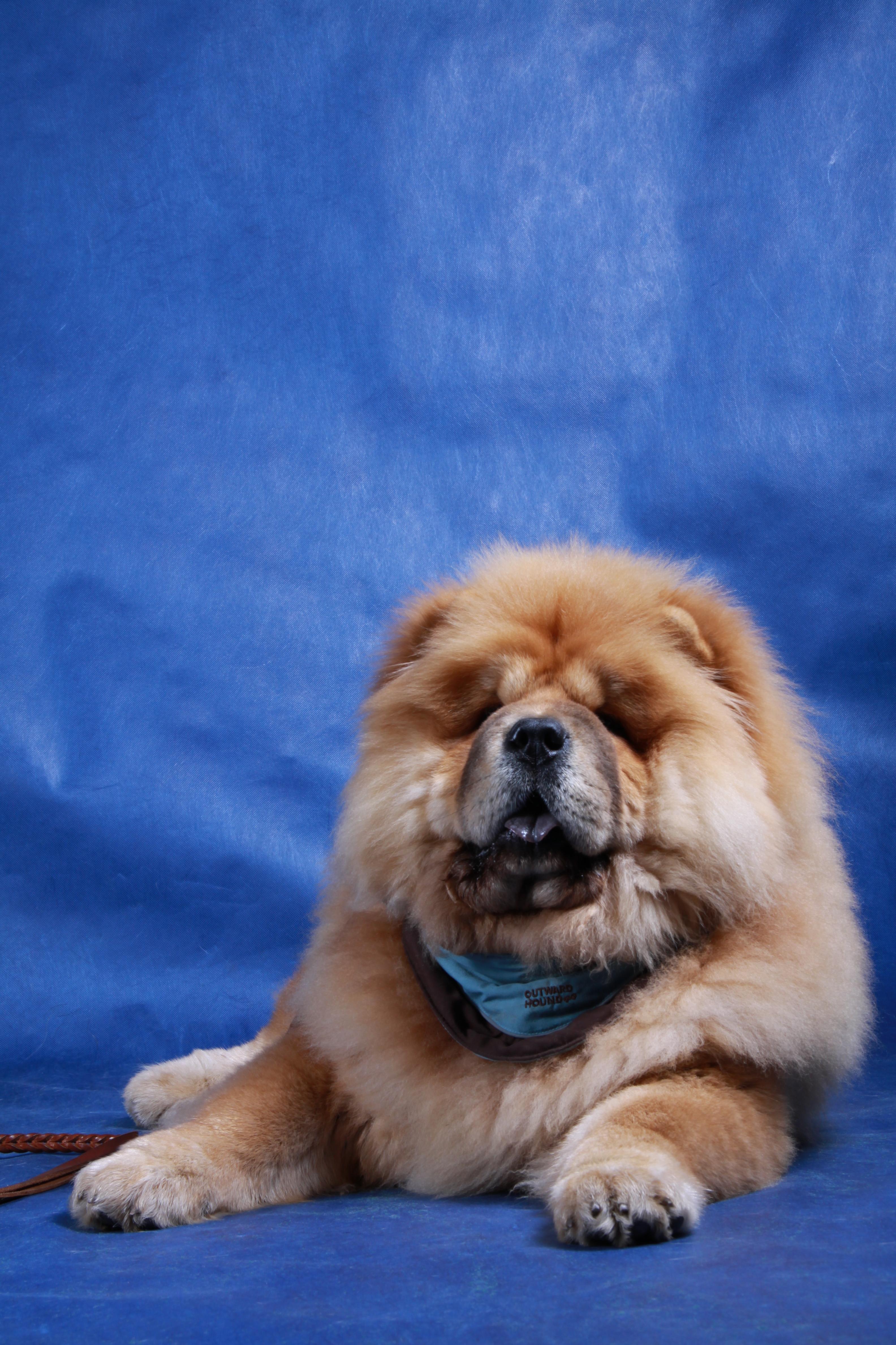 Цезарь первая выставка 30.10.2010