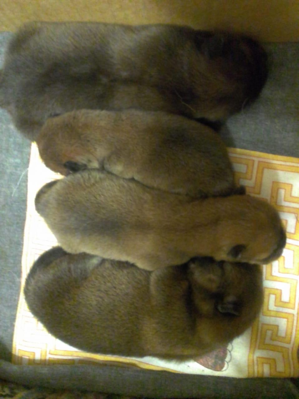 Клото Сани Анджонг