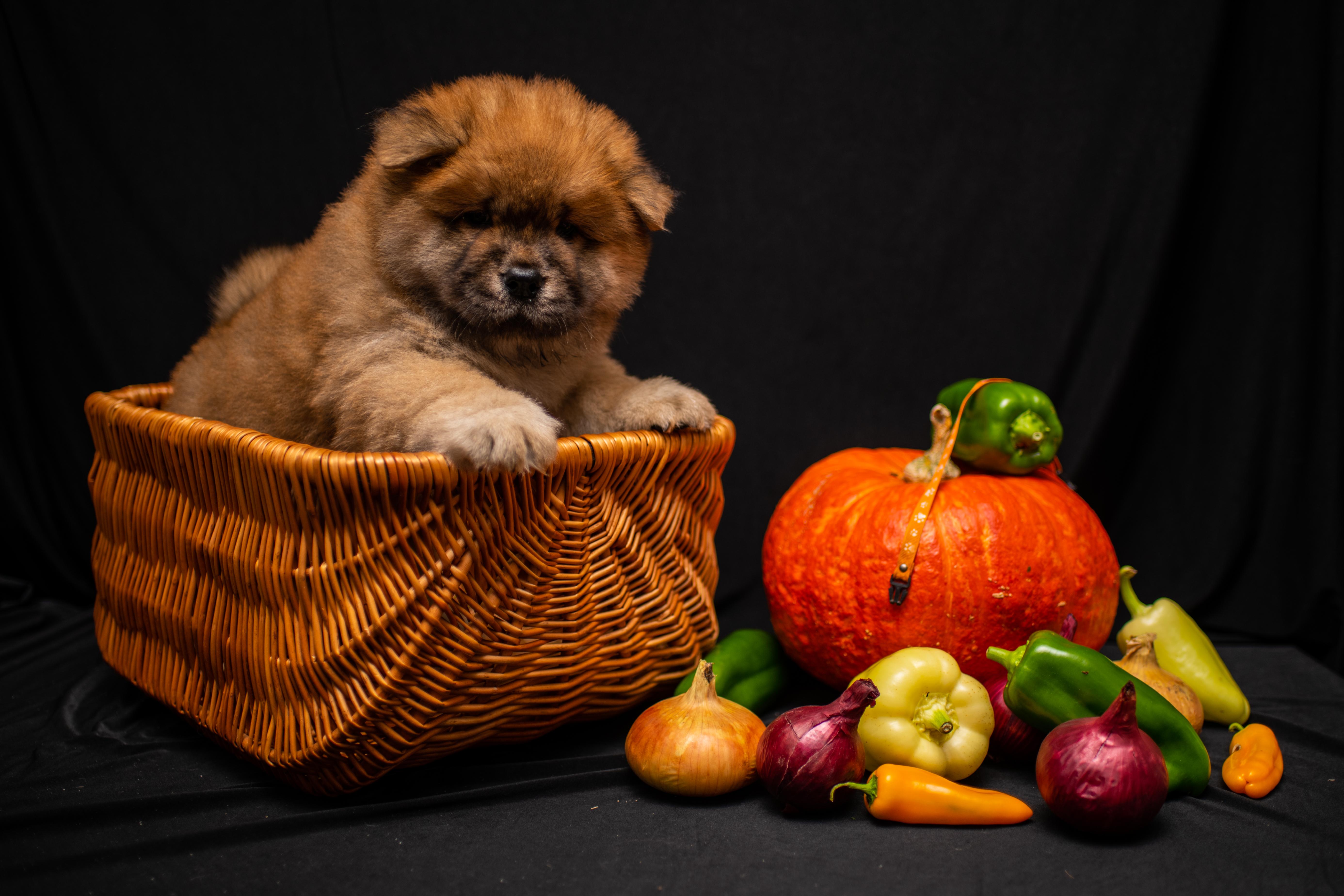 Клото Стефания Гуанчжоу