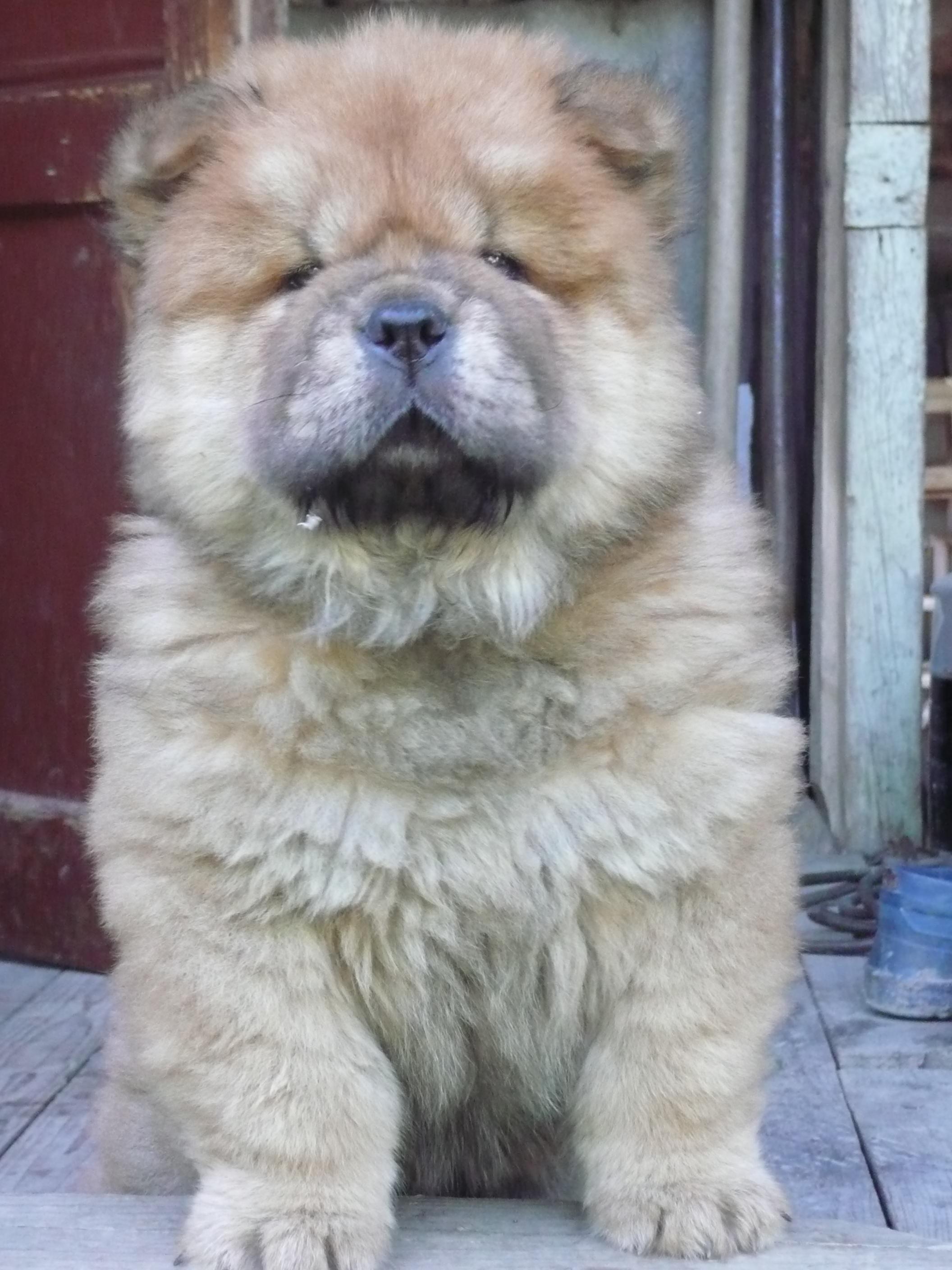 Цезарь, 2 месяца