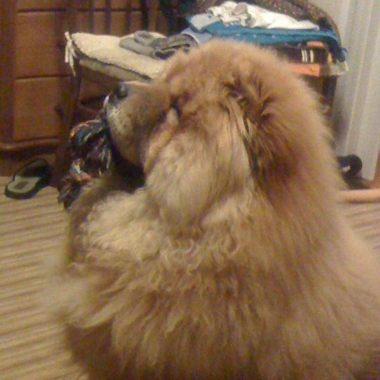 Цезарь 7 месяцев