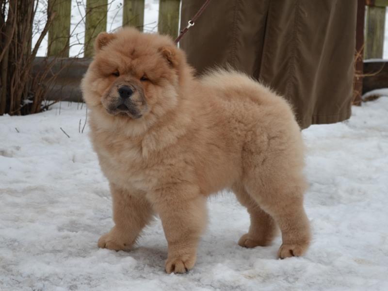 Клото Сантия Ли Мей 