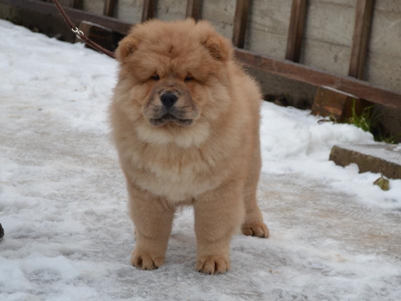 Клото Сантия Ли Мей