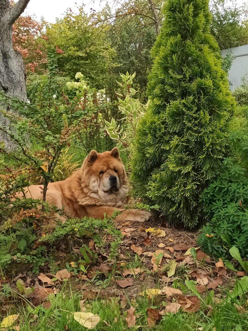 KLOTO BRIZARD MARIYA (Маша)