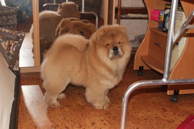 Осенний  Поцелуй Файер Сталкер (Сеня) -  3 месяца