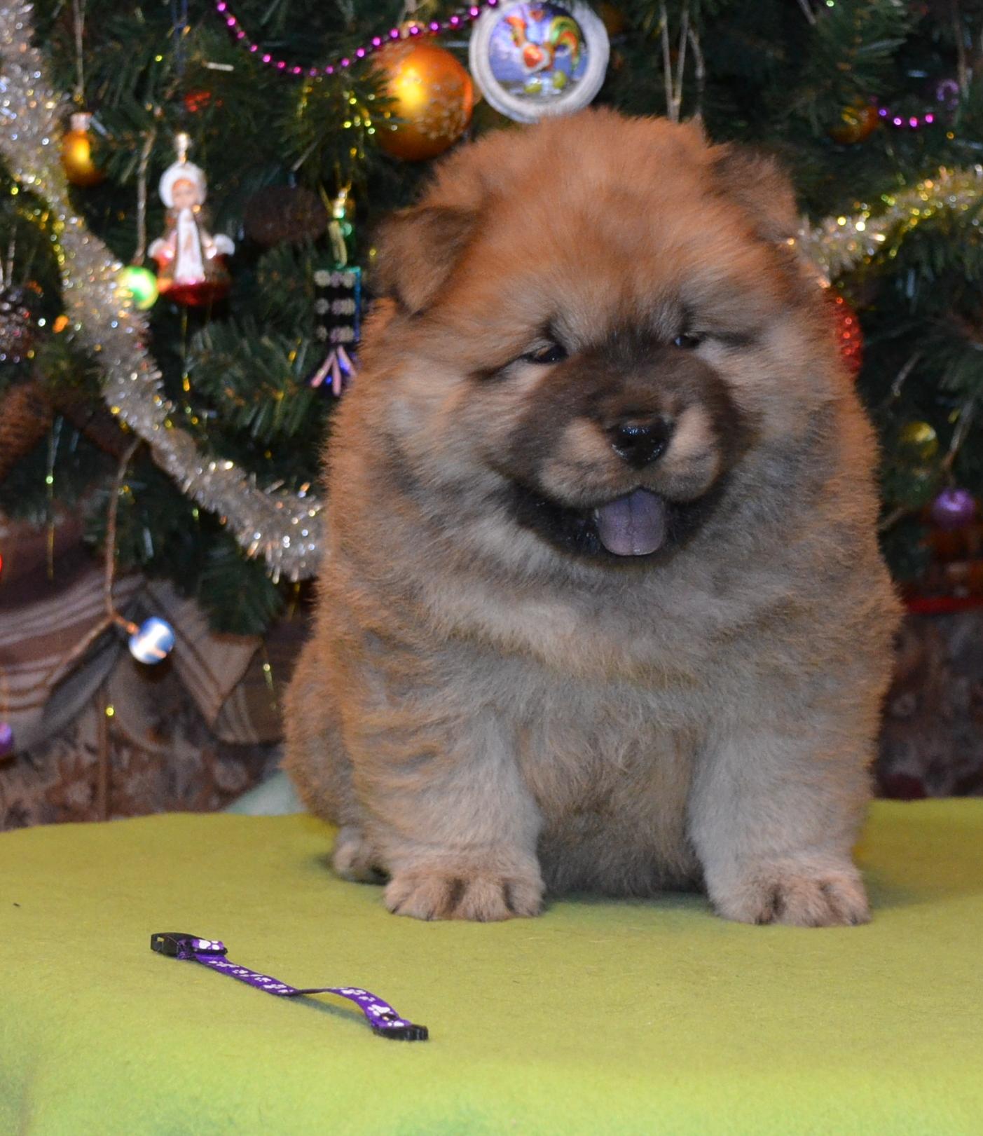 Клото Саманта Кобаджио