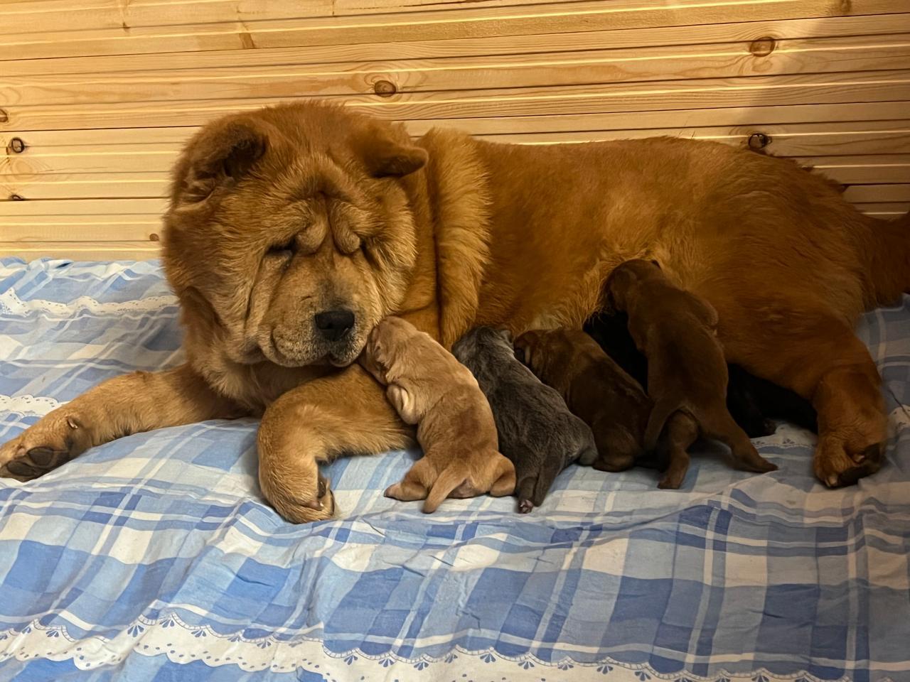 Клото Сантия Ли Мей 