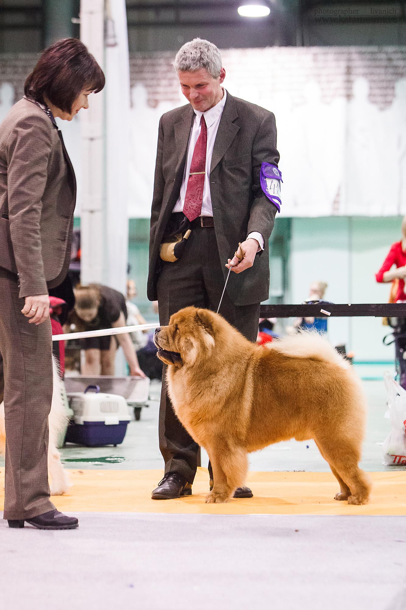 Сеня - 16 месяцев - Фортуна - 23.02.2014 - отл.-1, CW, ЛК, ЧФ, ЛПП