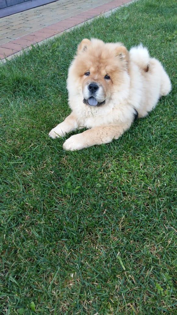 Клото Сантия Ли Мей 