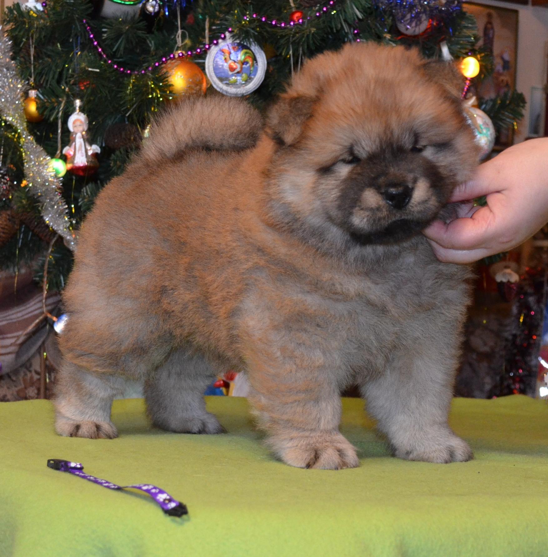 Клото Саманта Кобаджио