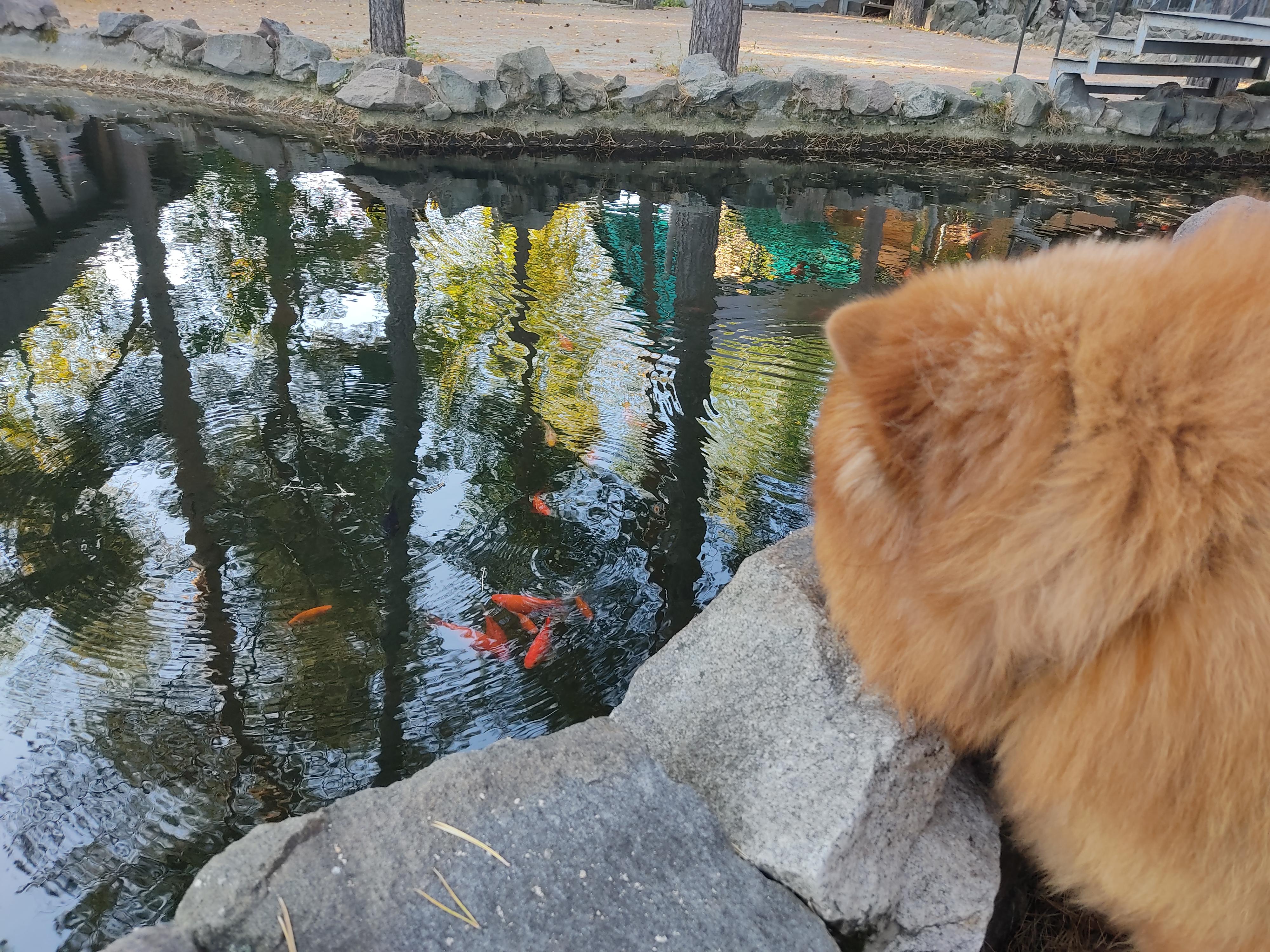 Сеня - 2,5 года - Евразия-2015 - 21.03.2015г. - отл. 3