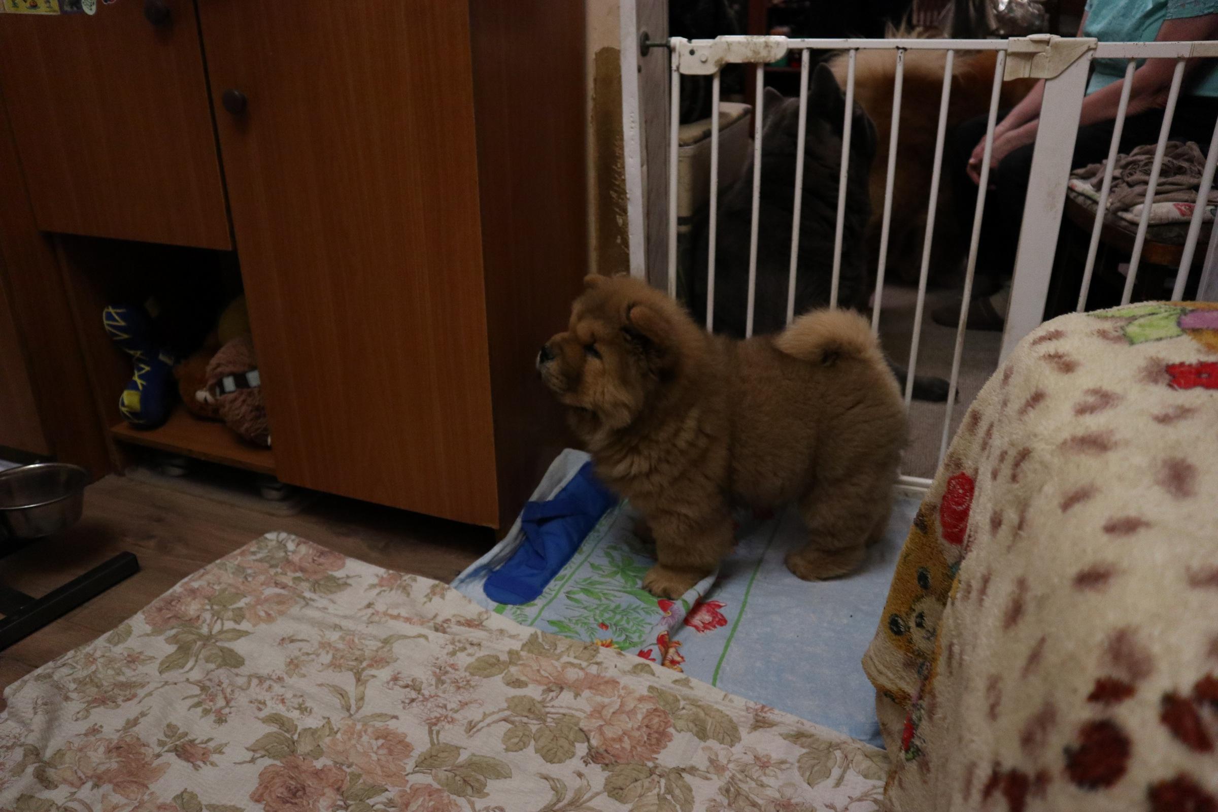 Осенний  Поцелуй Файер Сталкер (Сеня) - 1,5 месяца