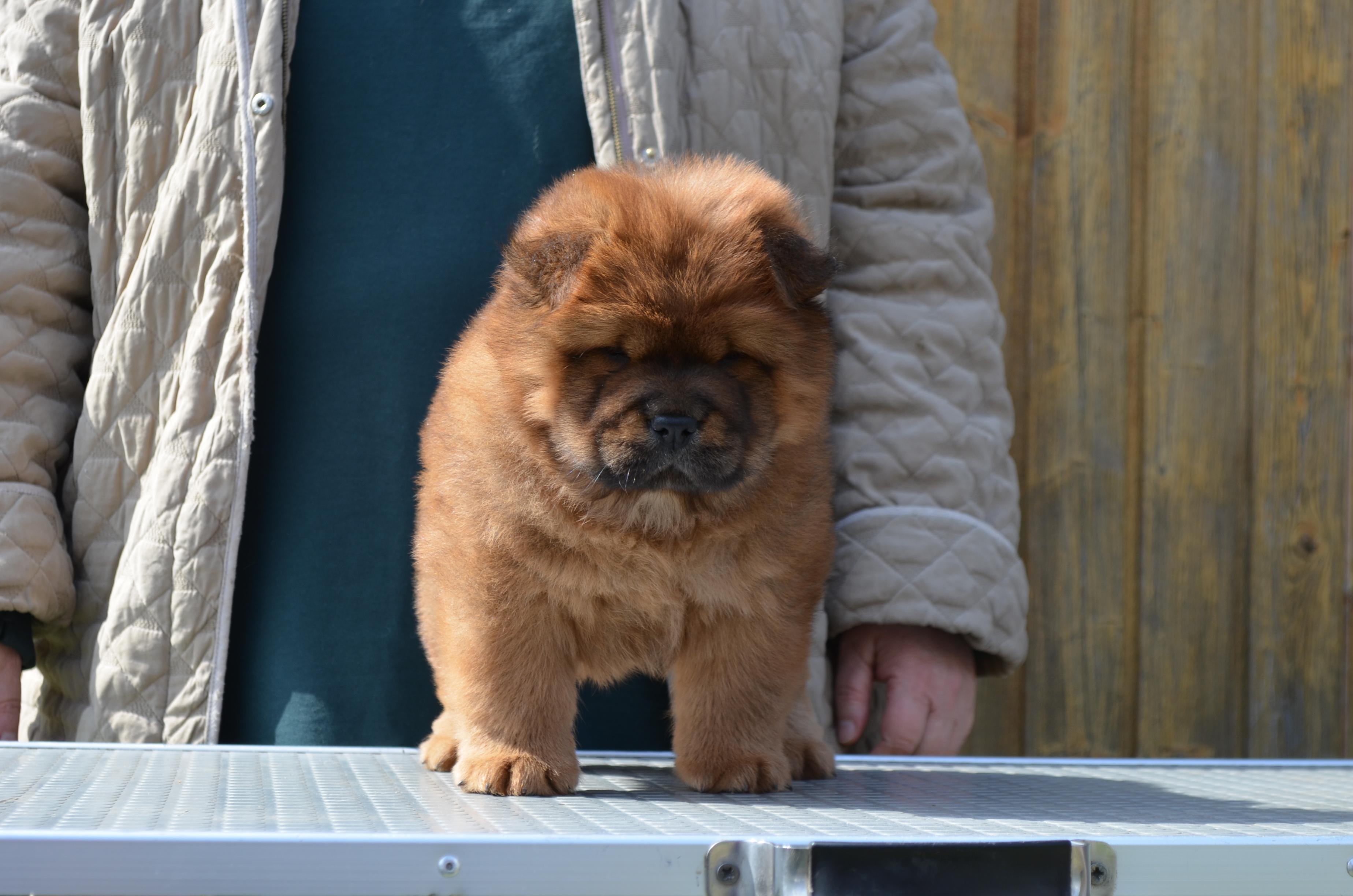 Клото Сани Анджонг