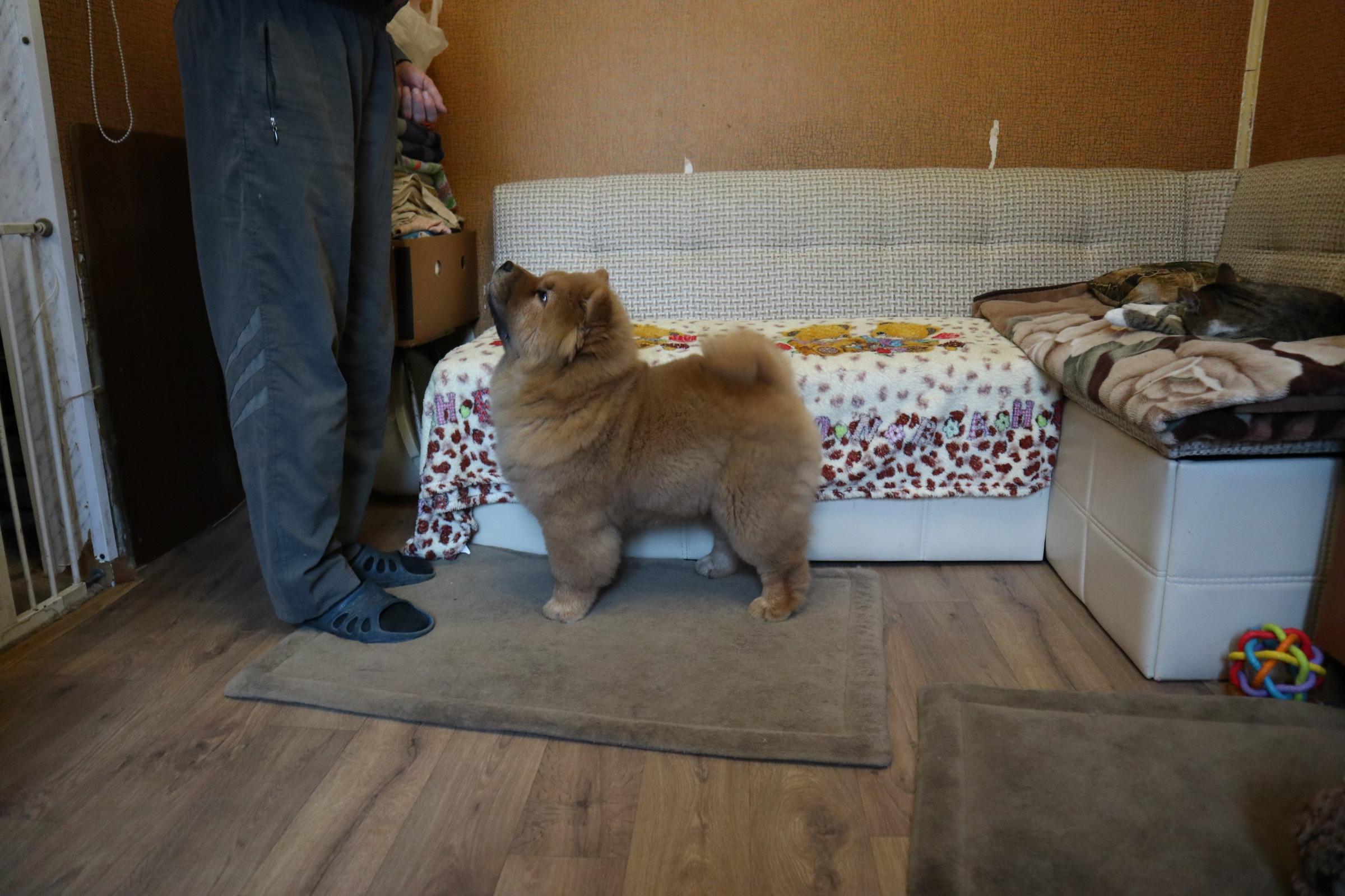 Осенний  Поцелуй Файер Сталкер (Сеня) - 1,5 месяца