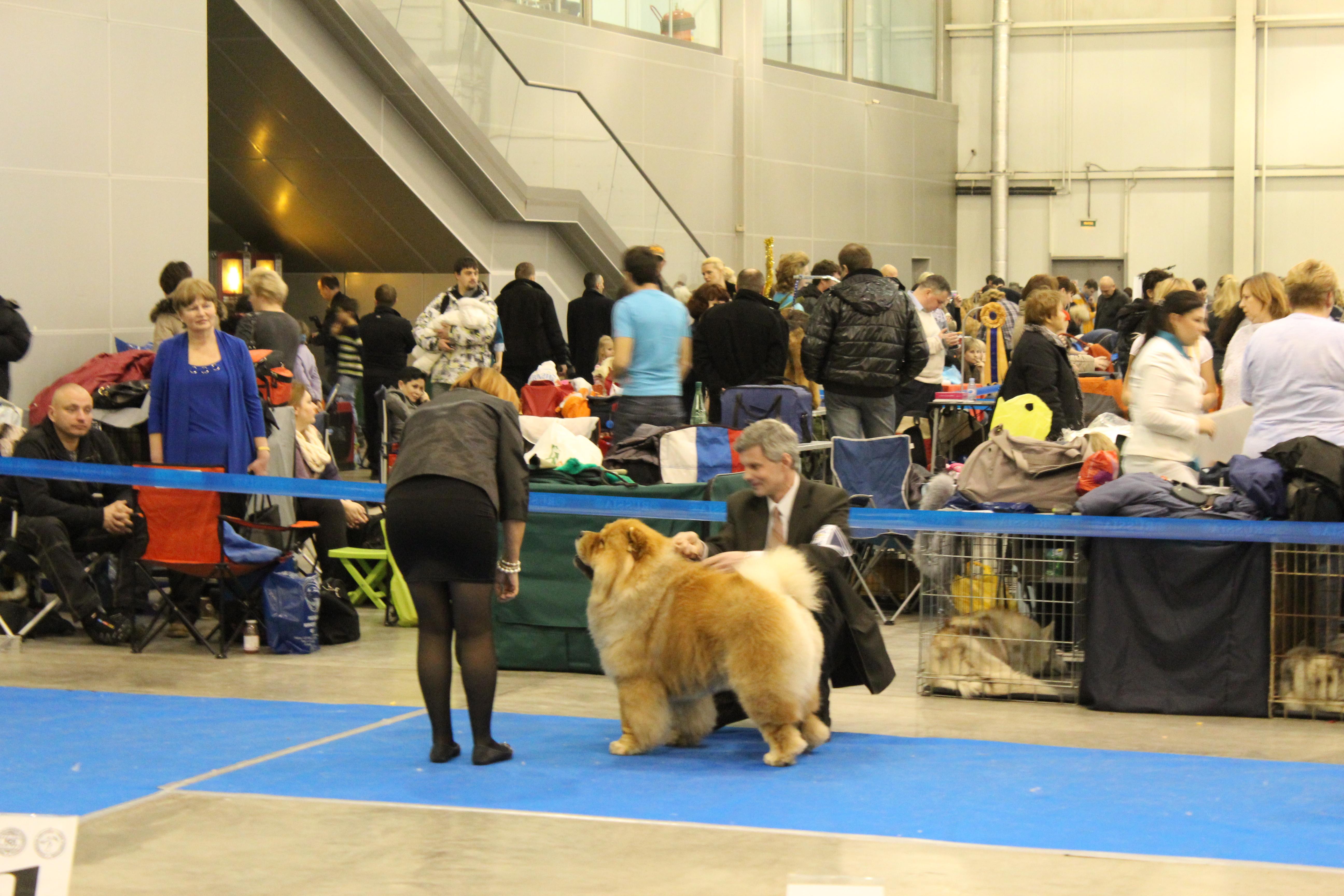 Цезарь 20 месяцев Золотой Ошейник - 2011