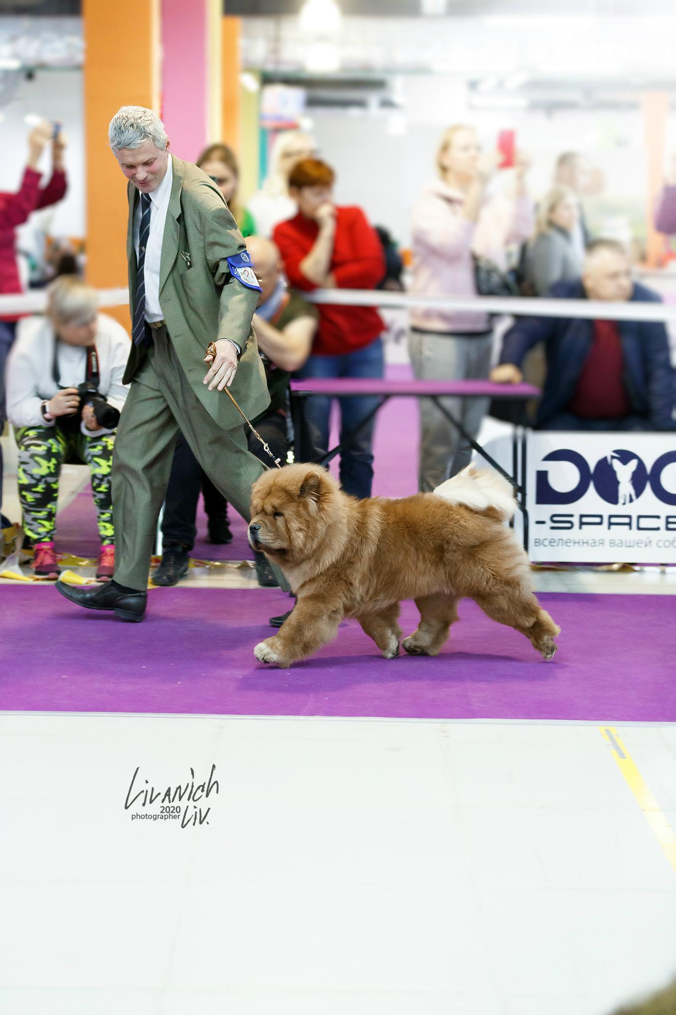 Сеня - 15 месяцев - Фауна - 08.02.2014 - отл., CW, САС, ЧФ