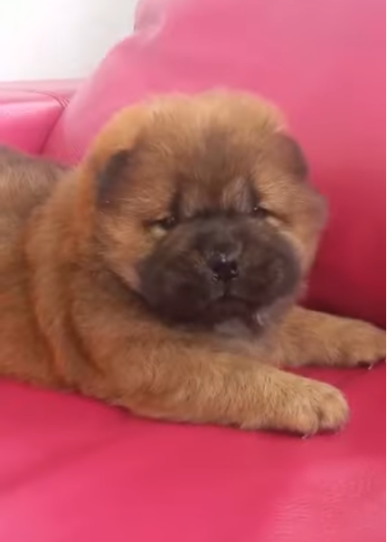 Клото Сантия Ли Мей 