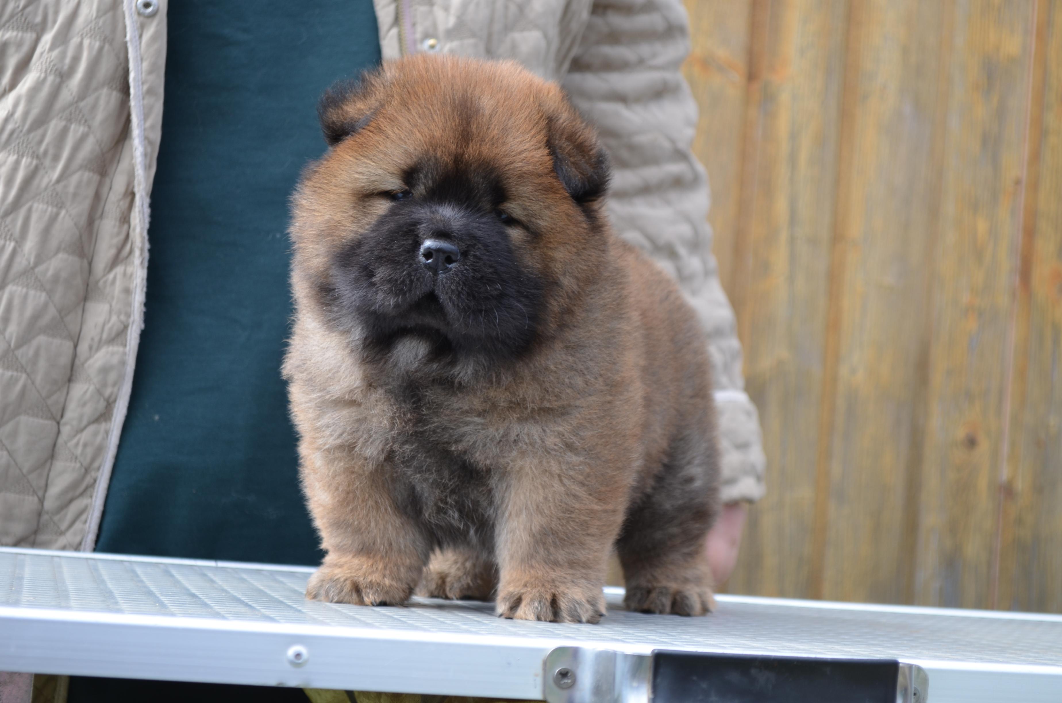 Клото Сани Анджонг