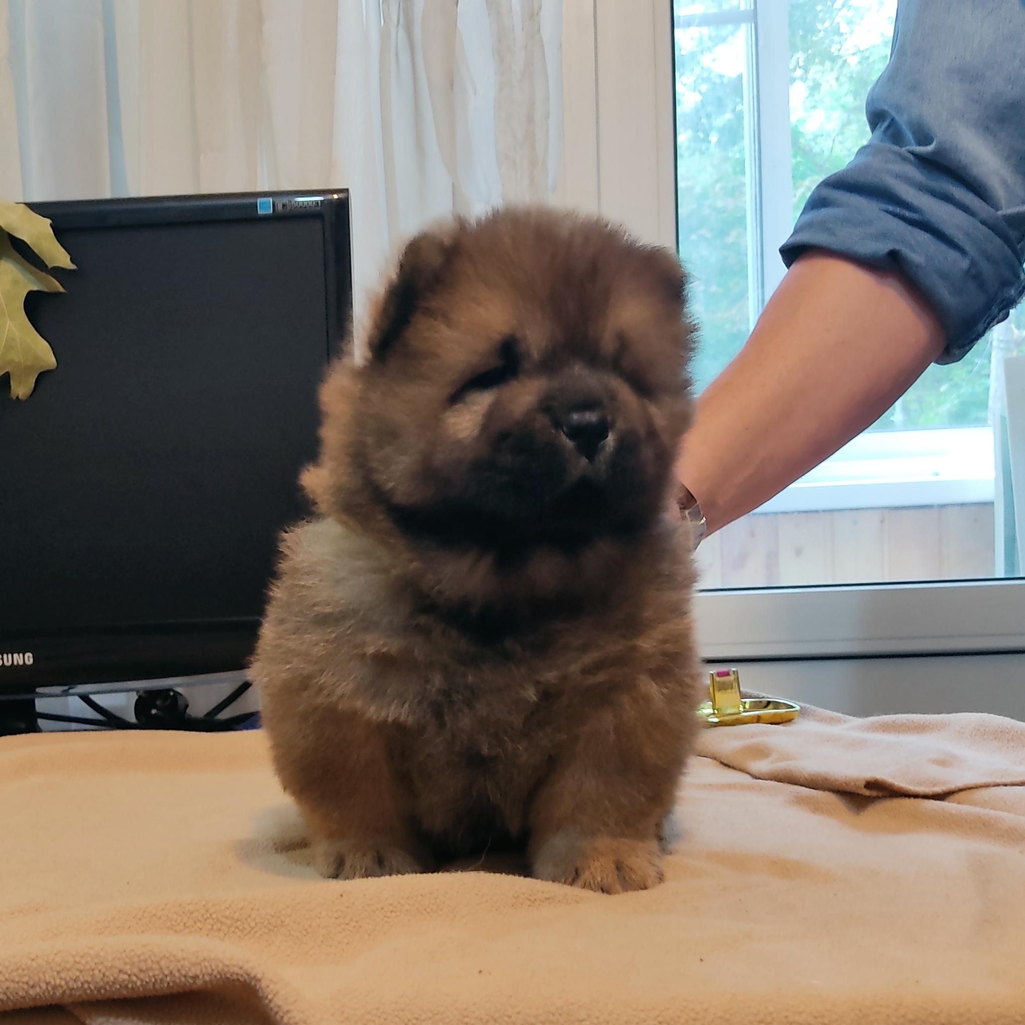 Клото Сантия Ли Мей 