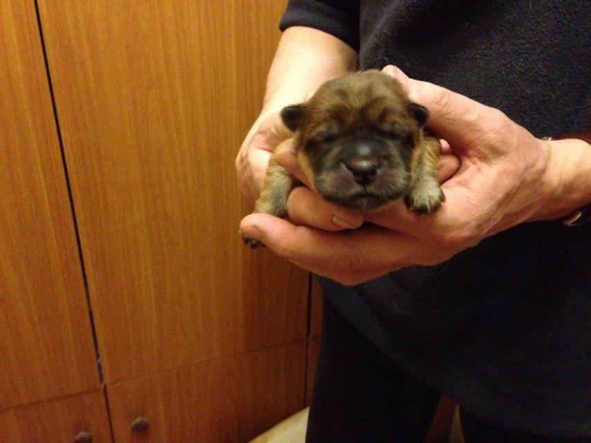 Клото Сани Анджонг