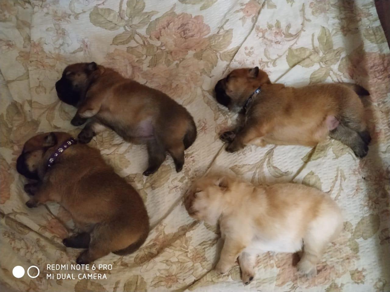 Клото Сани Анджонг