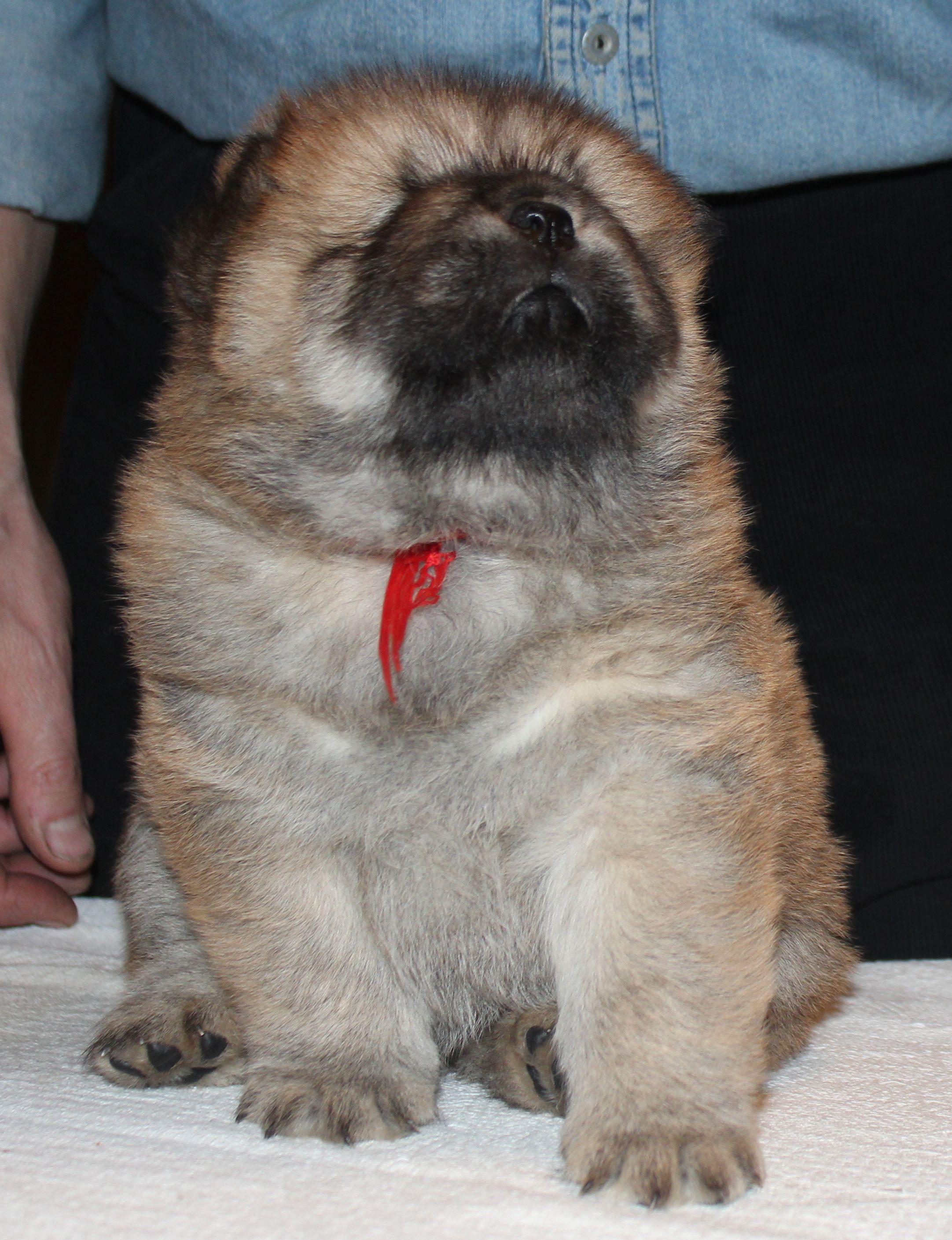 Клото Саманта Кобаджио