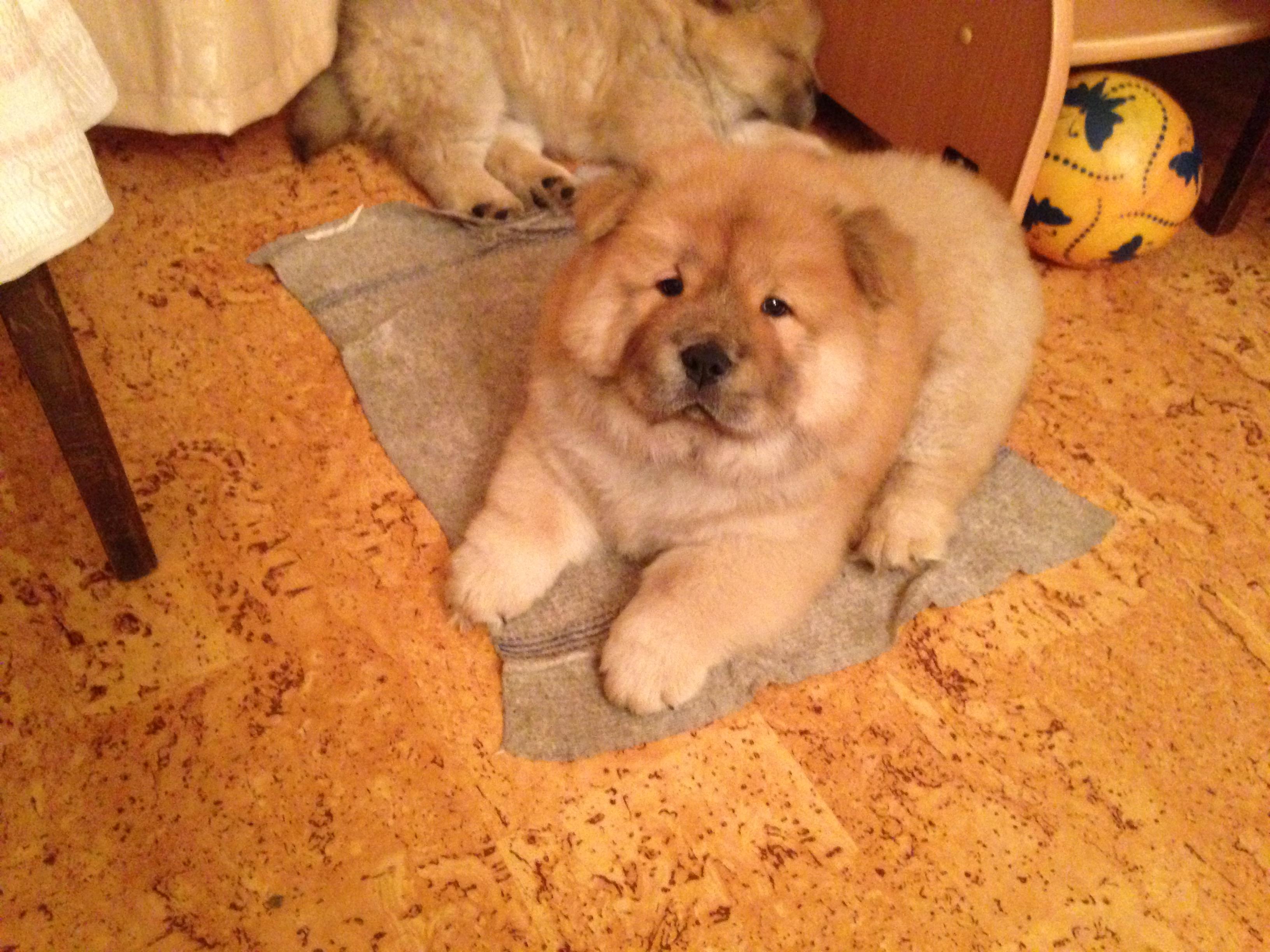 Клото Сантия Ли Мей 