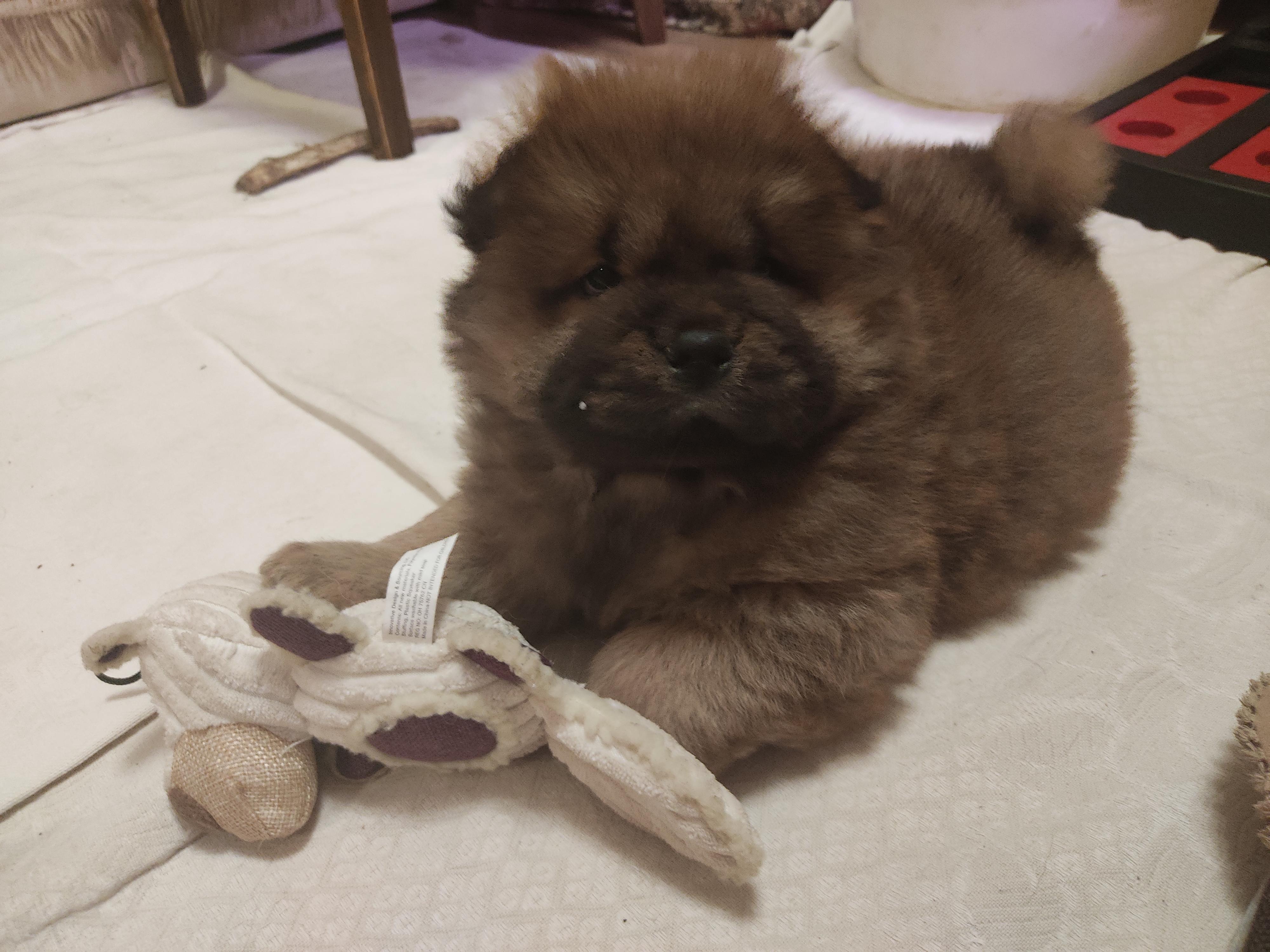 Клото Сантия Ли Мей 