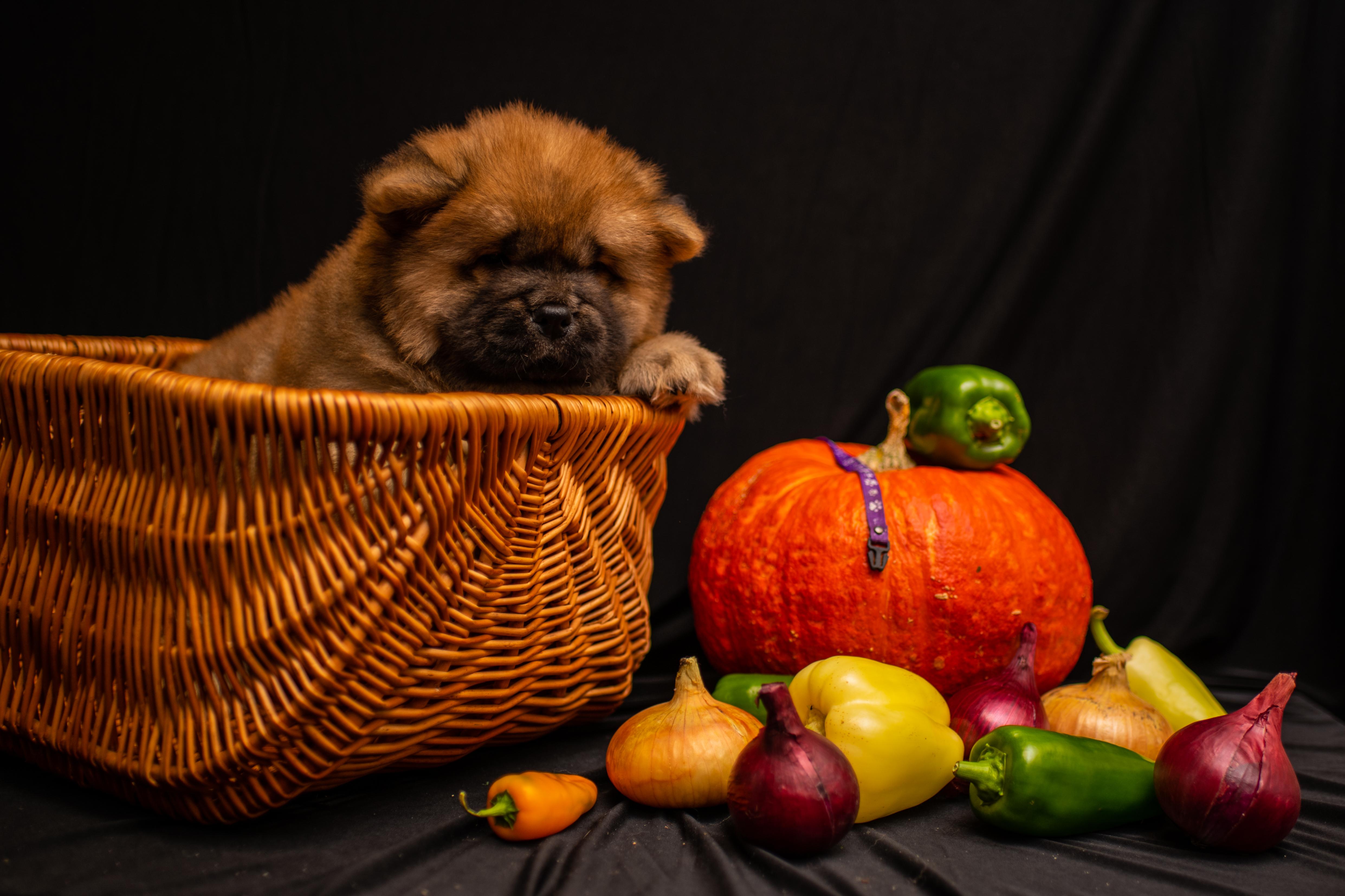 Клото Стелла Майсара 