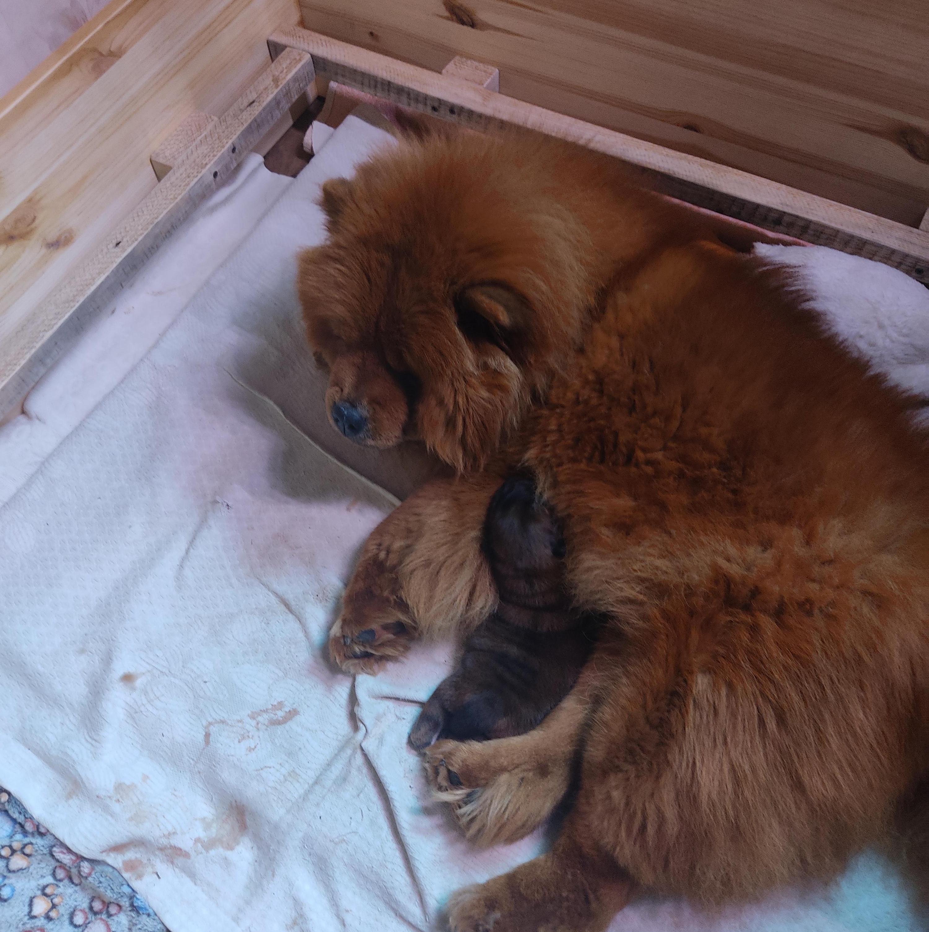 Клото Сани Анджонг