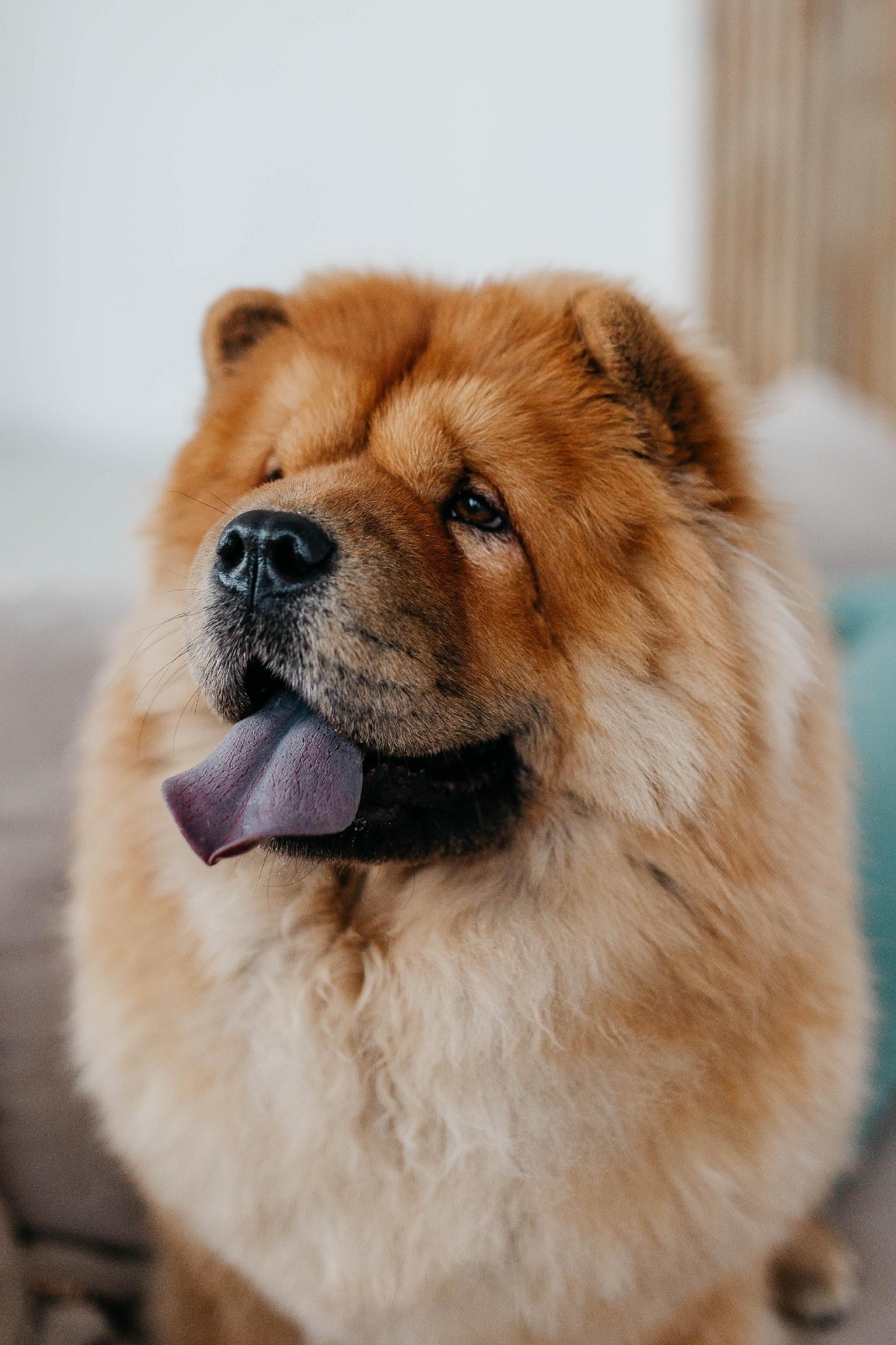 Клото Сантия Ли Мей 