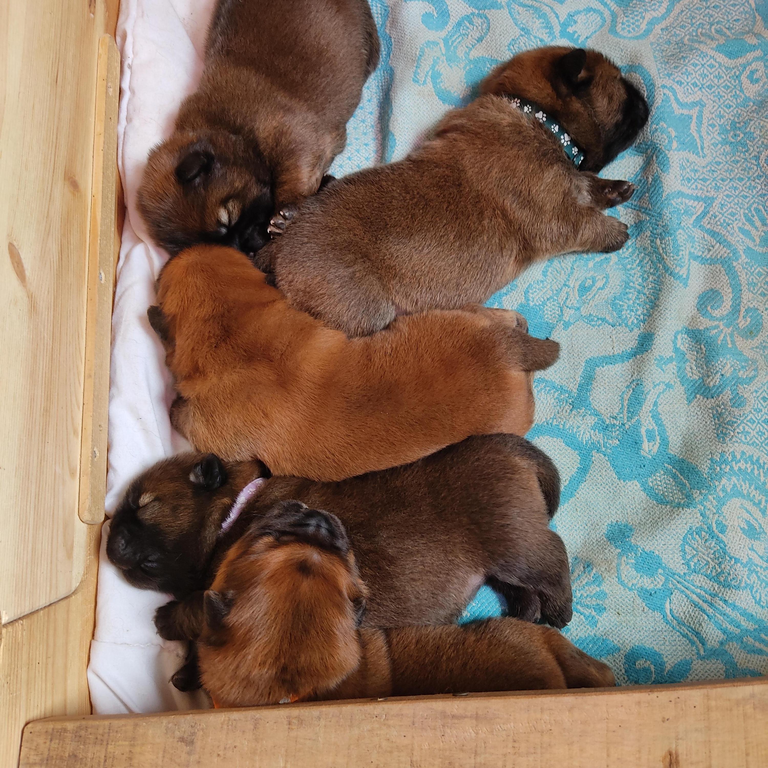 Клото Сани Анджонг