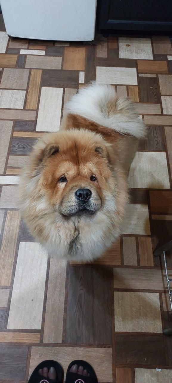 Клото Сантия Ли Мей 