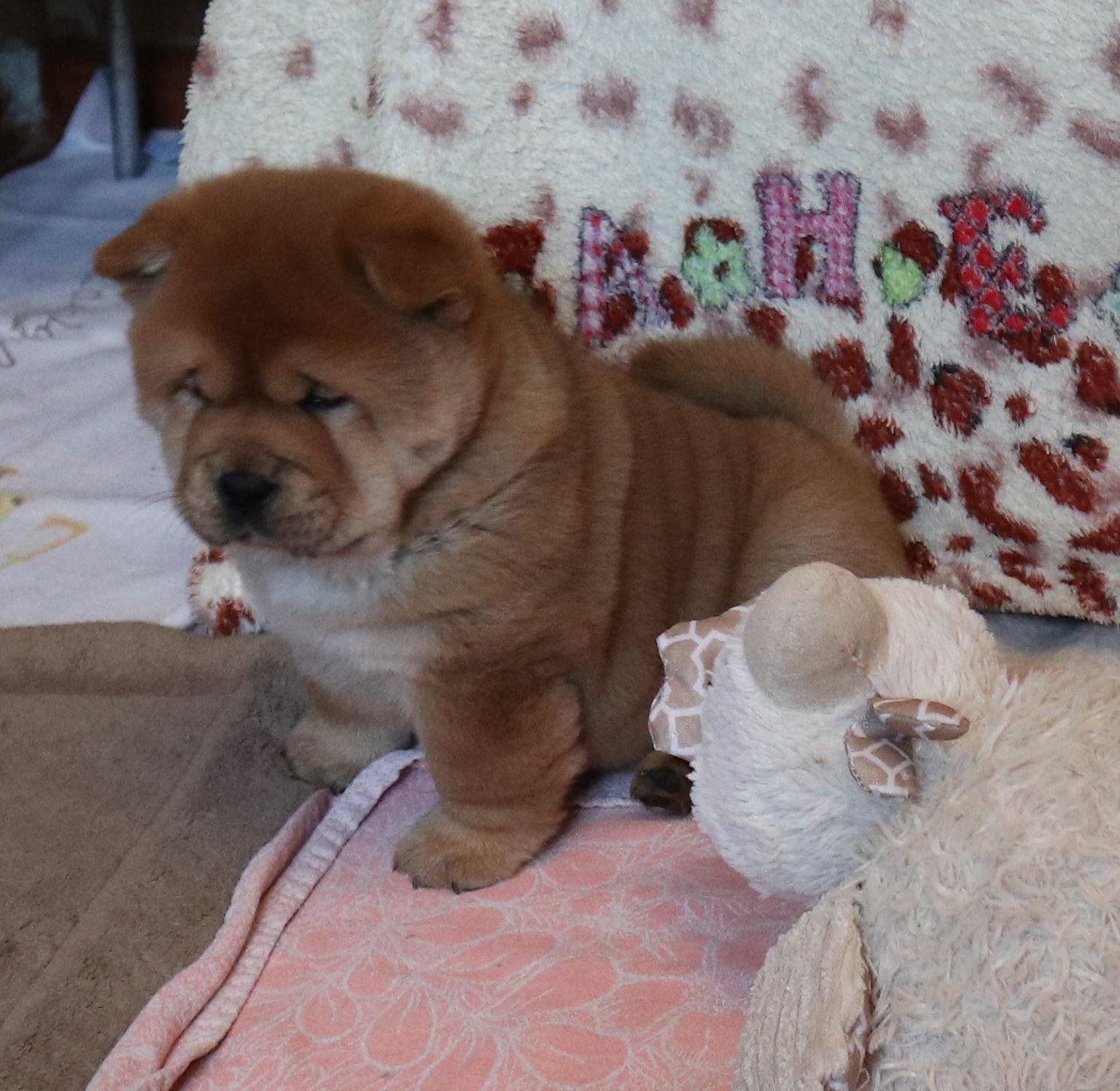 Клото Сани Анджонг