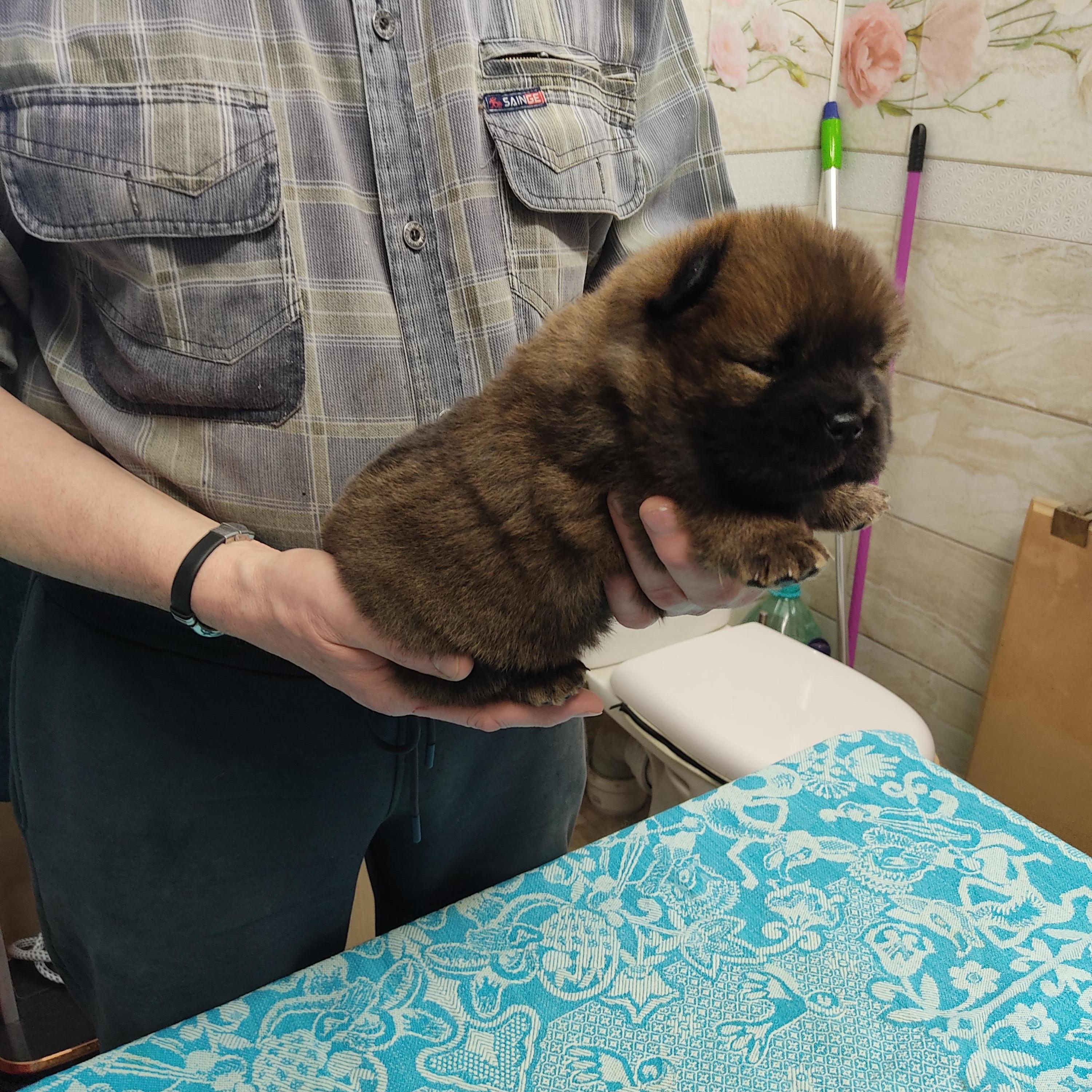 Клото Сани Анджонг