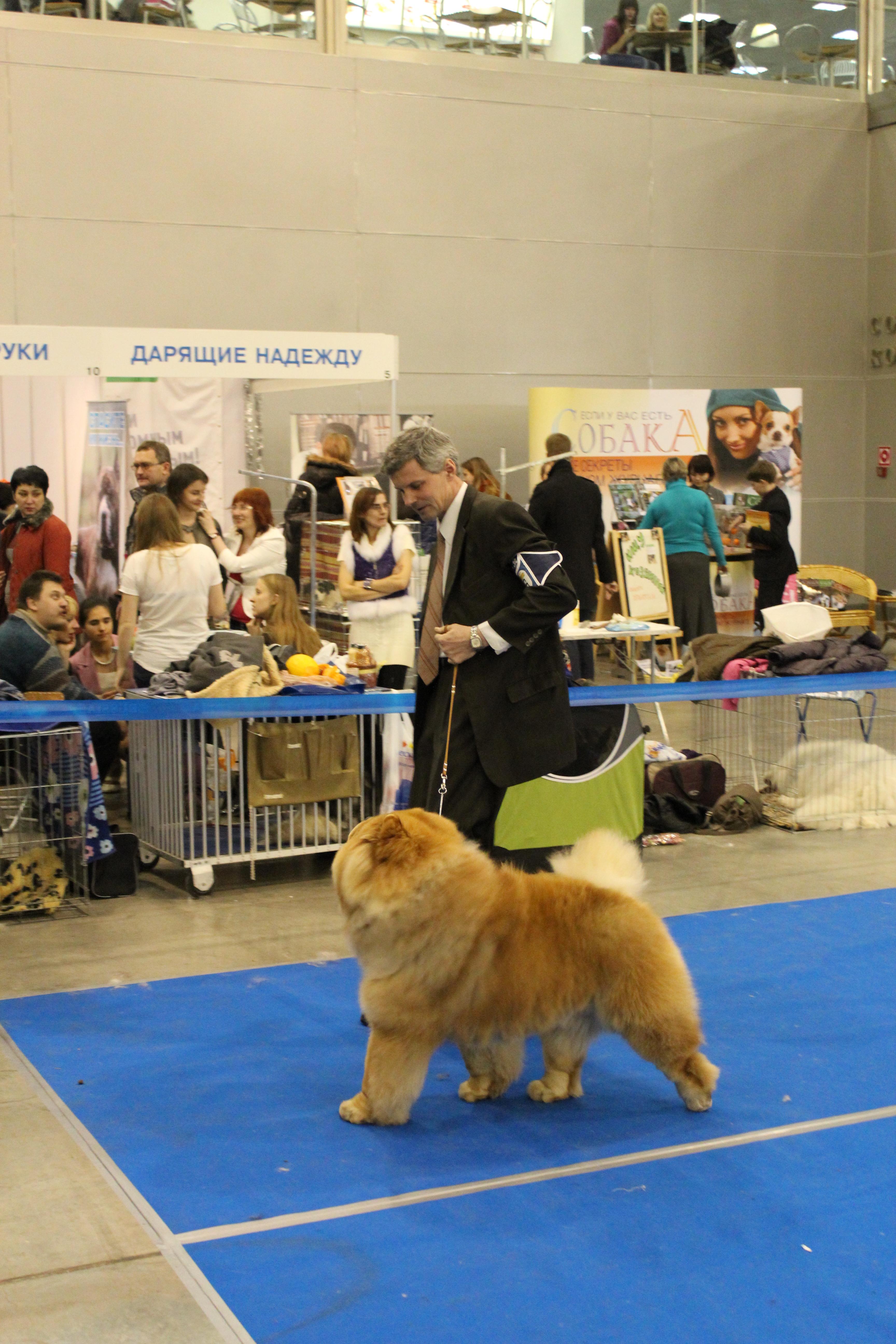 Цезарь 20 месяцев Золотой Ошейник - 2011