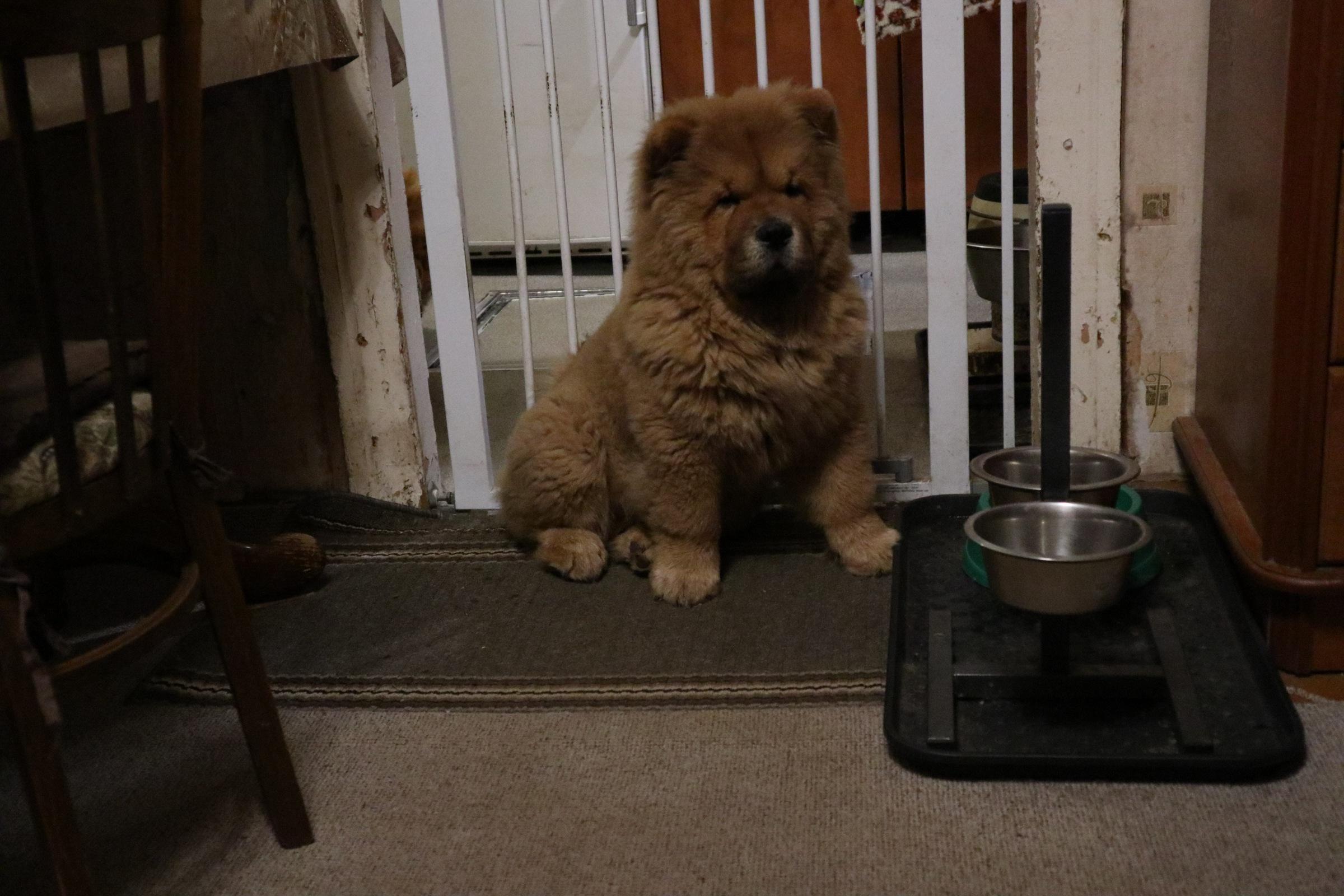 Осенний  Поцелуй Файер Сталкер (Сеня) - 1,5 месяца