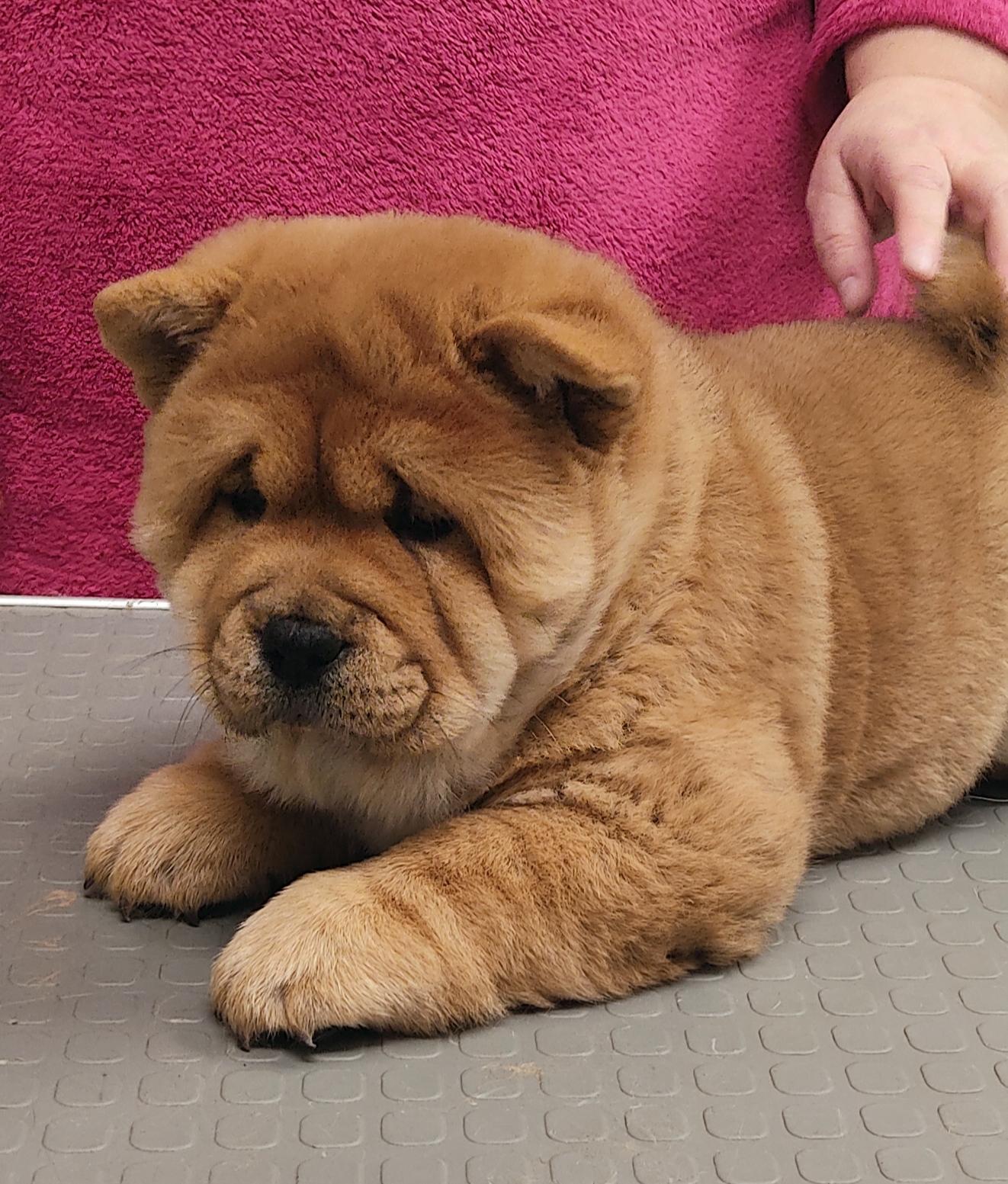 Клото Сани Анджонг