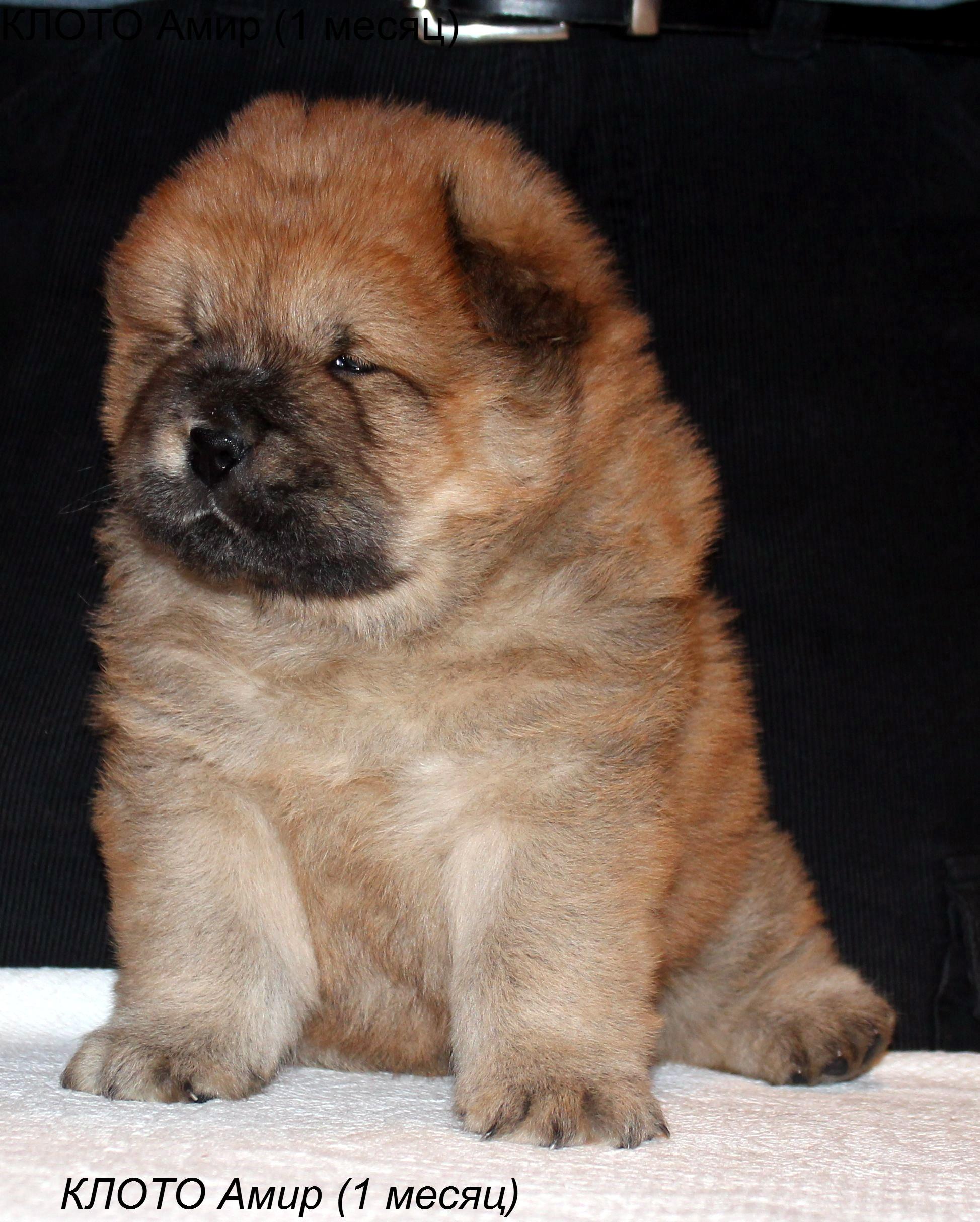 Клото Сантия Ли Мей 