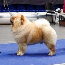 RUBIN ASTERHAUS KAPITAN KOLOMBO