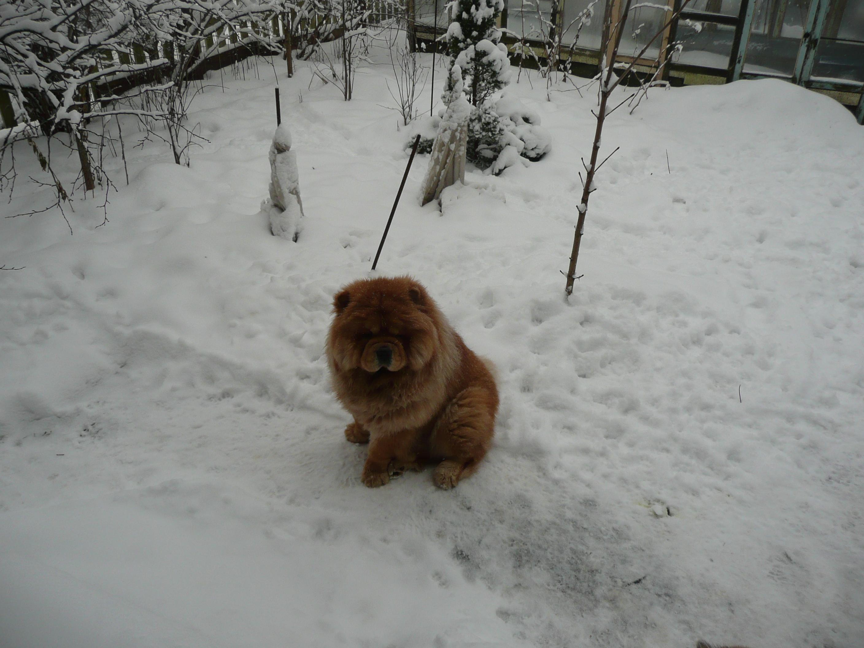 Цезарь 21 месяц