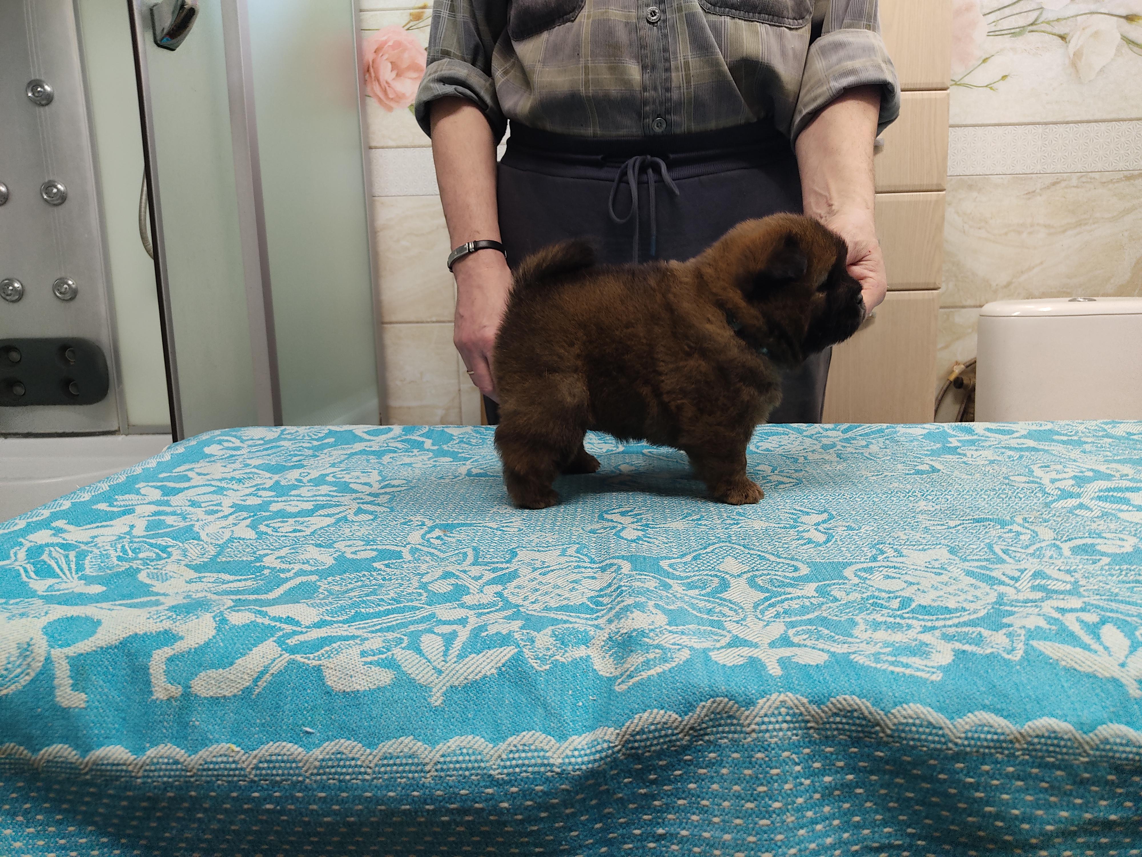 Клото Сани Анджонг