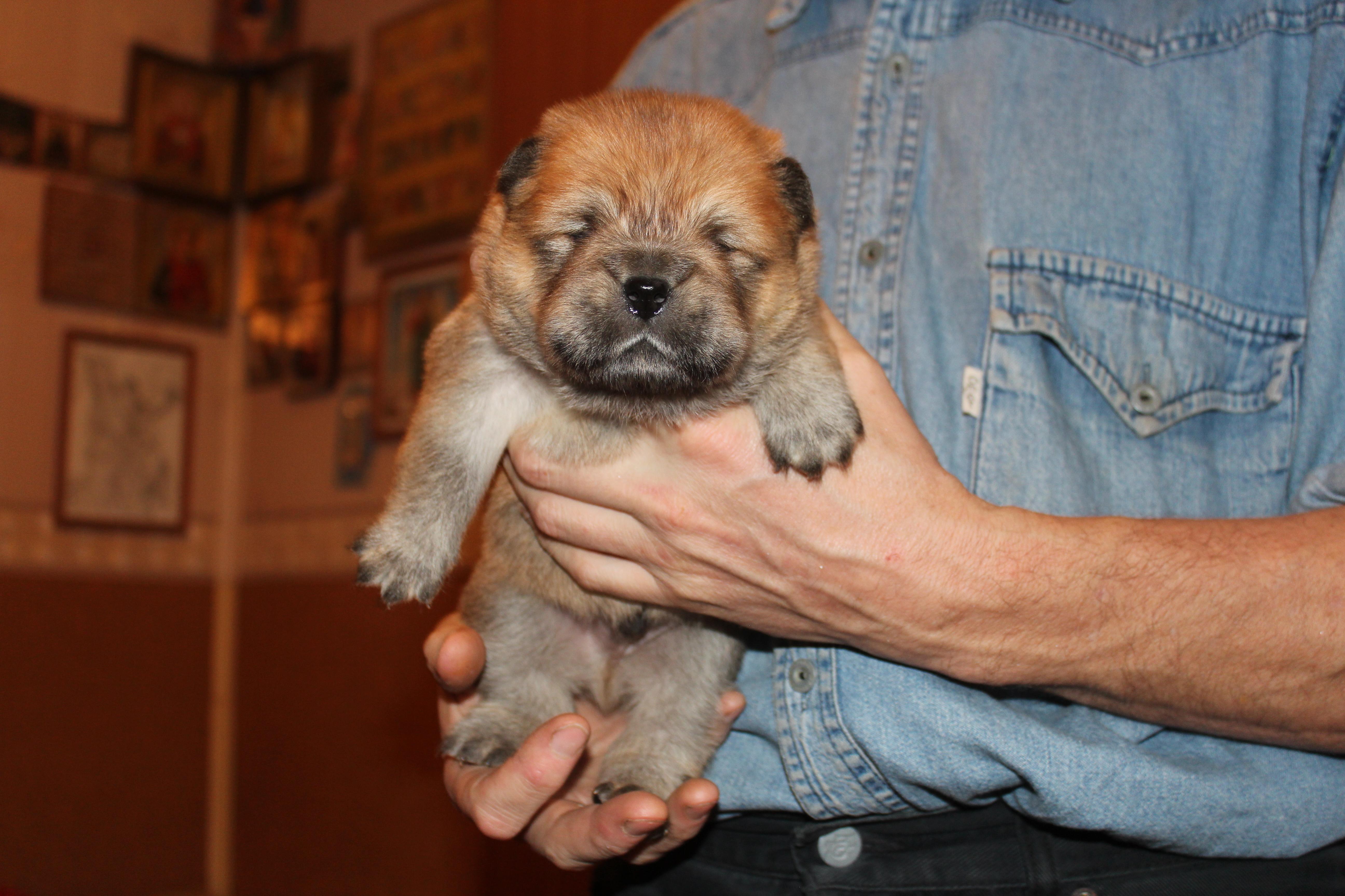 Клото Синтия Лонг Вэй 