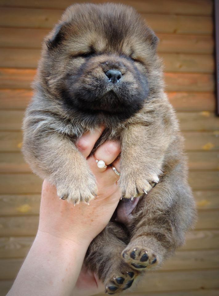 Осенний  Поцелуй Файер Сталкер (Сеня) - 1,5 месяца