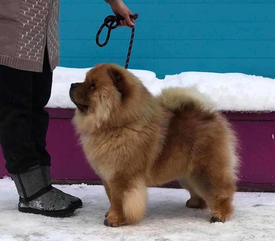 SHULIAN SHINING STAR